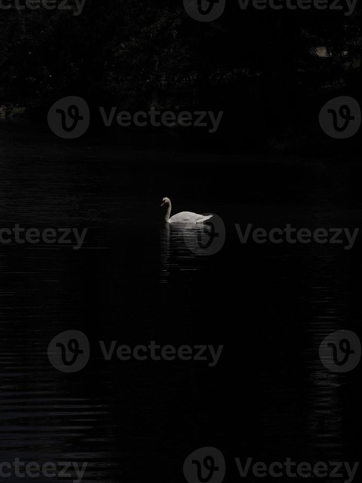 bevallig wit zwaan in de meer, zwanen in de wild. portret geïsoleerd Aan zwart achtergrond foto