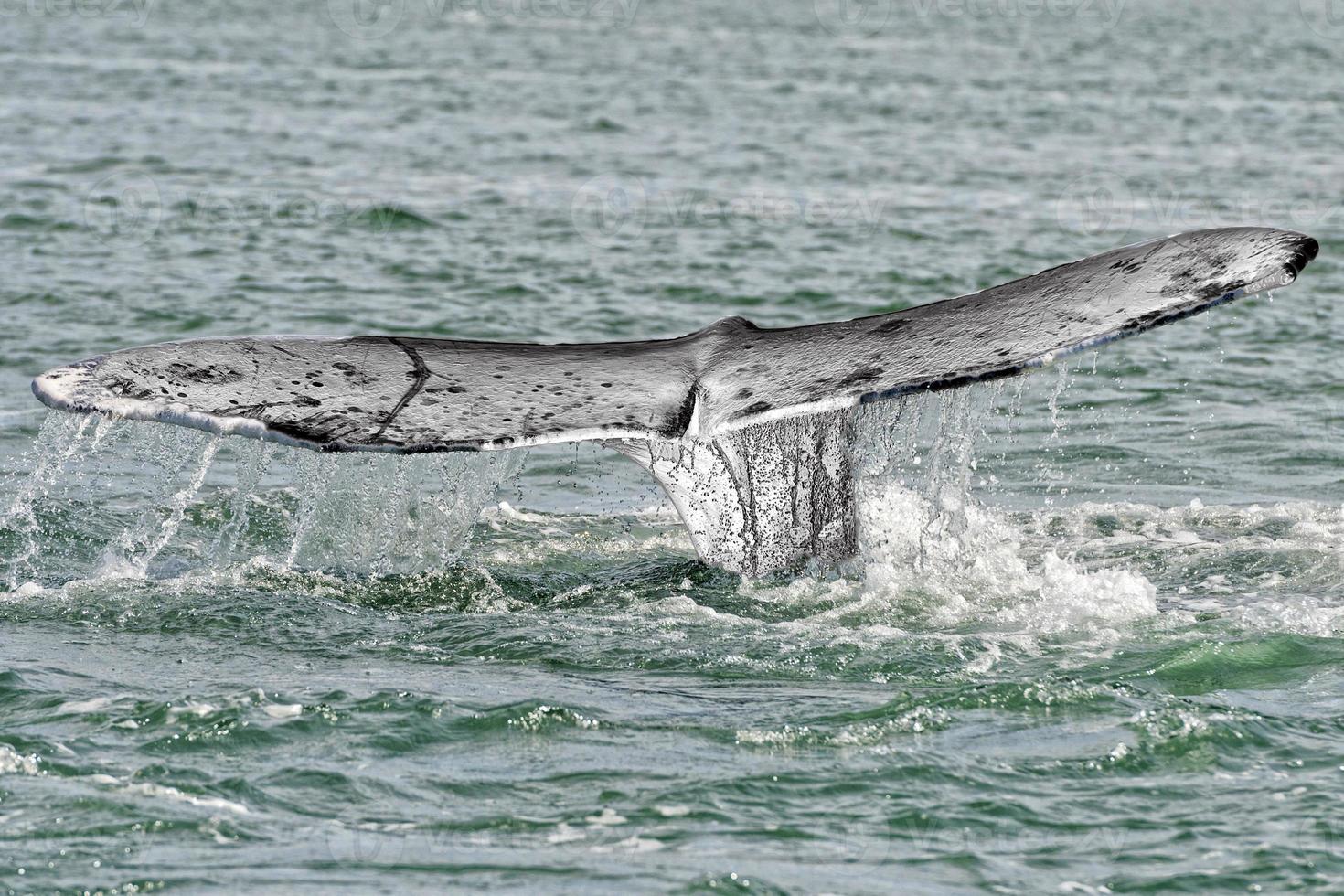 grijs walvis staart gaan naar beneden in grote Oceaan oceaan foto
