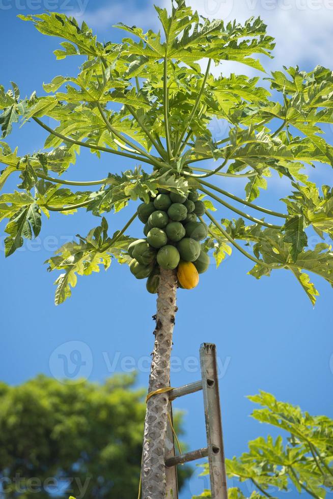 papaja Aan een boom klaar voor oogst foto