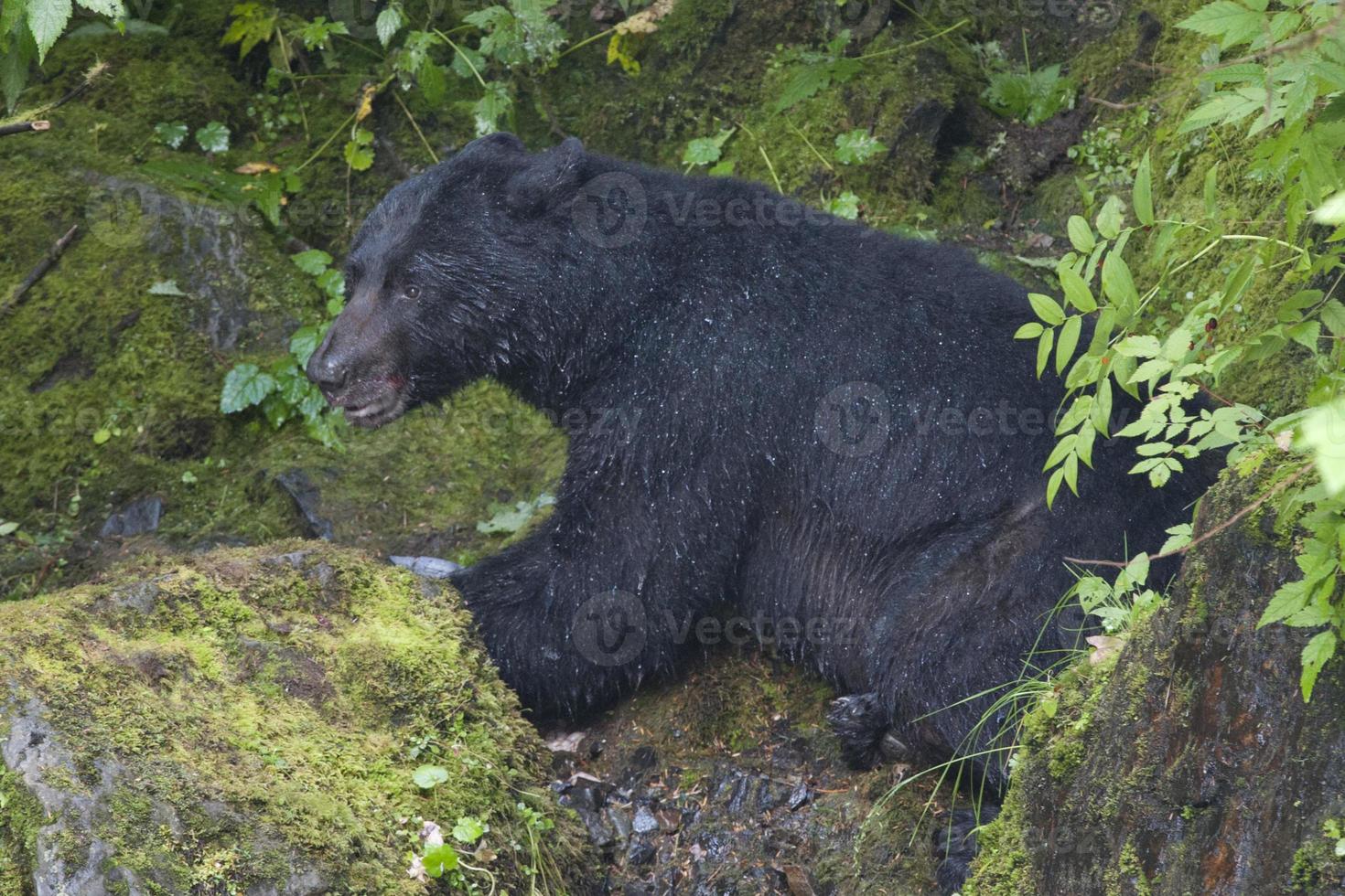 geïsoleerd zwart beer terwijl aan het eten een Zalm in Alaska foto