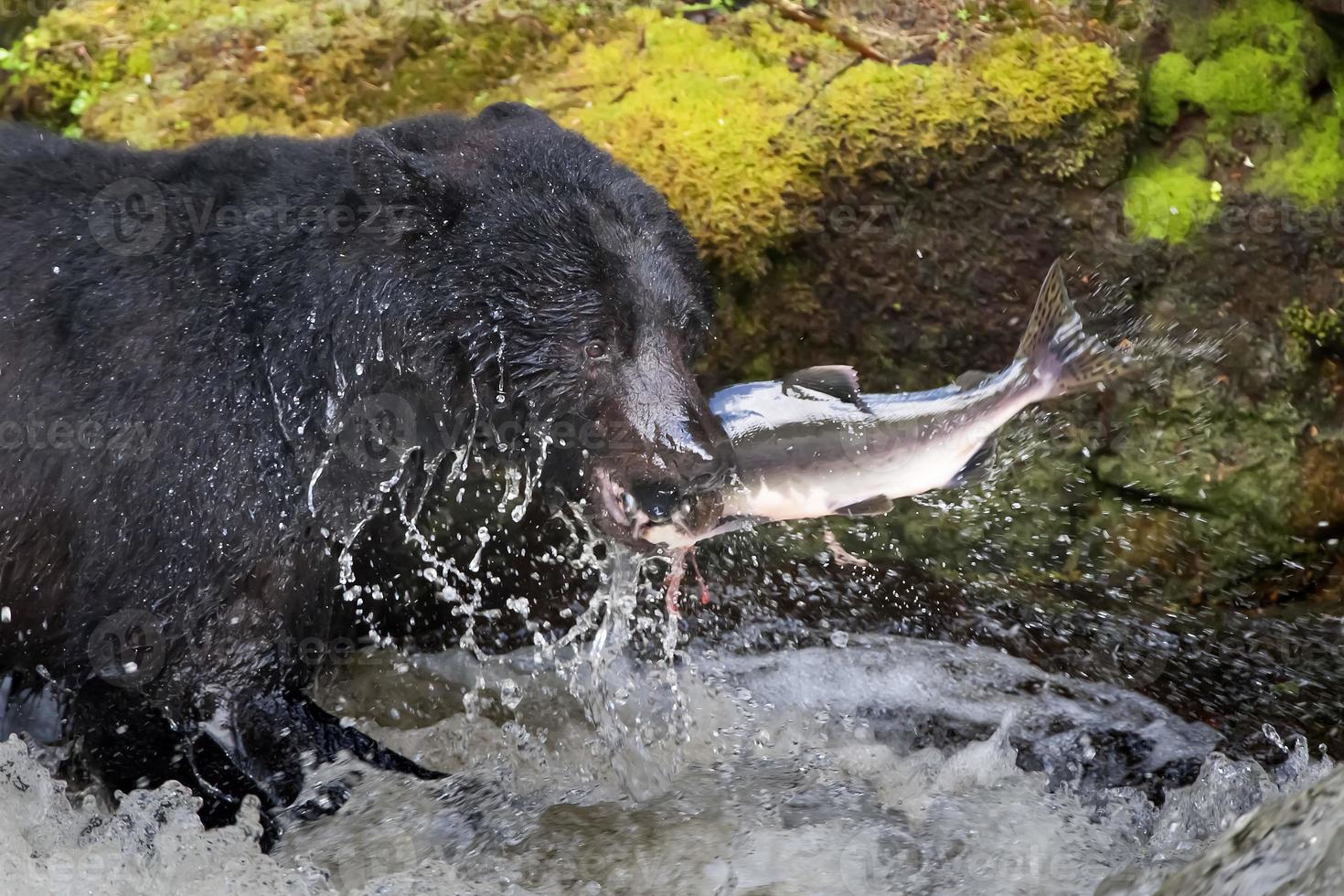 een zwart beer aan het eten een Zalm in een rivier- met plons en bloed Alaska snel voedsel foto