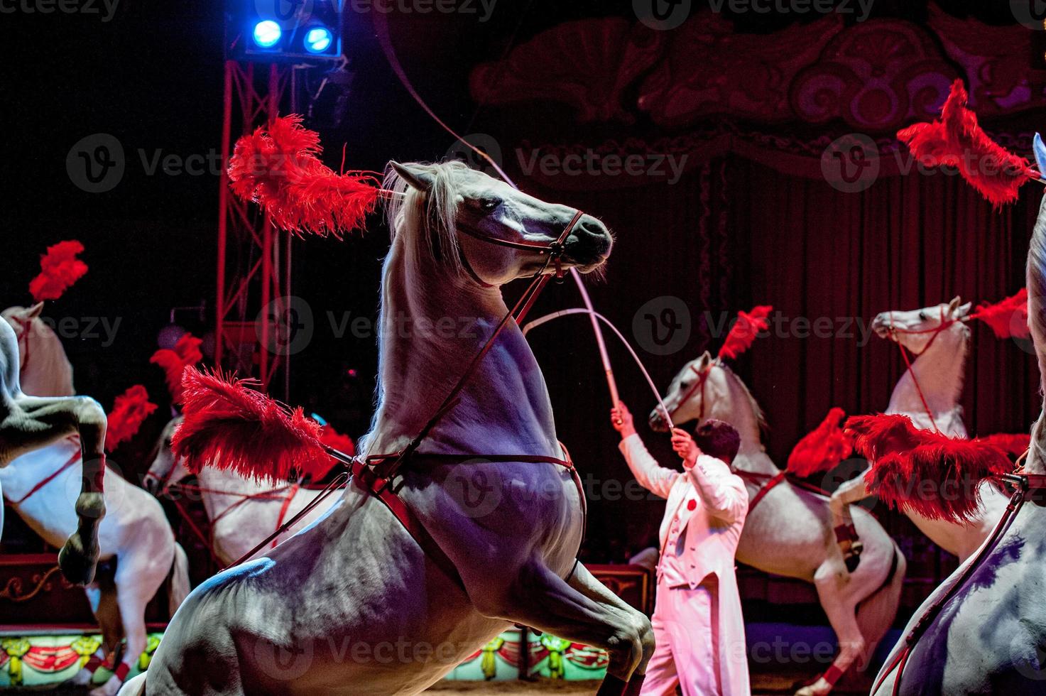 circus paarden Aan zwart achtergrond foto