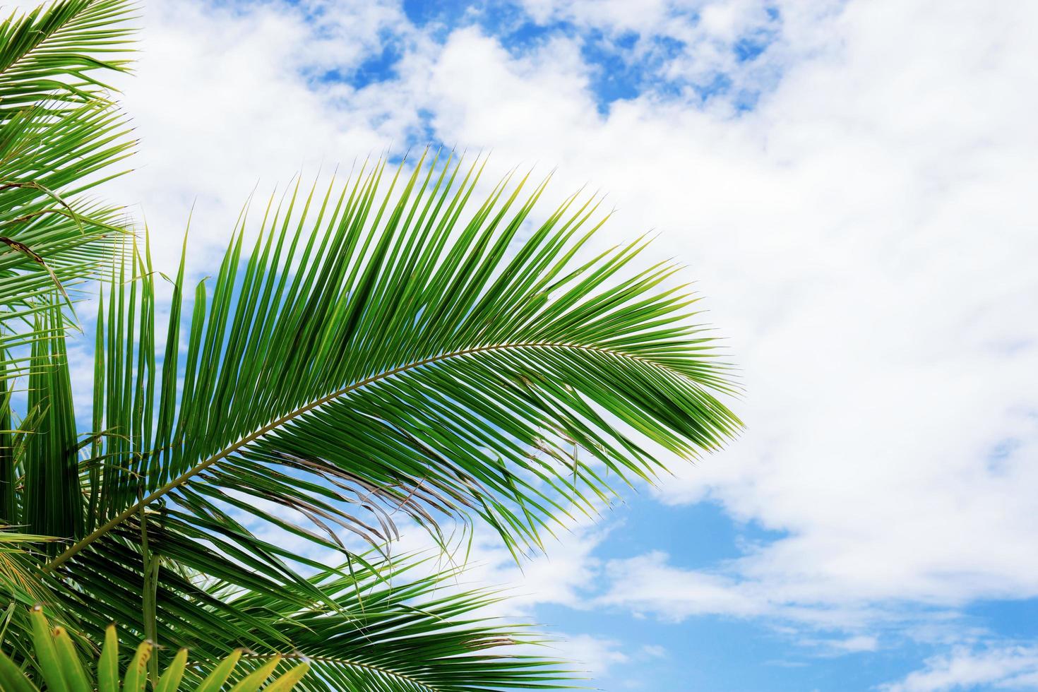 palm bladeren Bij zonlicht. foto