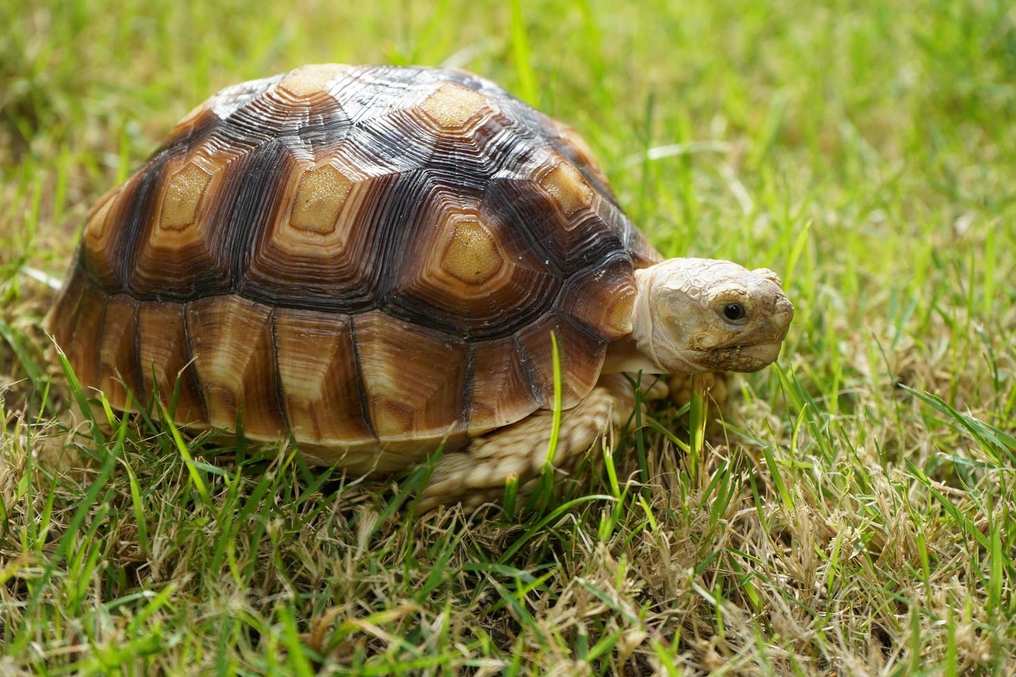 schildpad Aan de groen gras, centrochelys sulcata foto