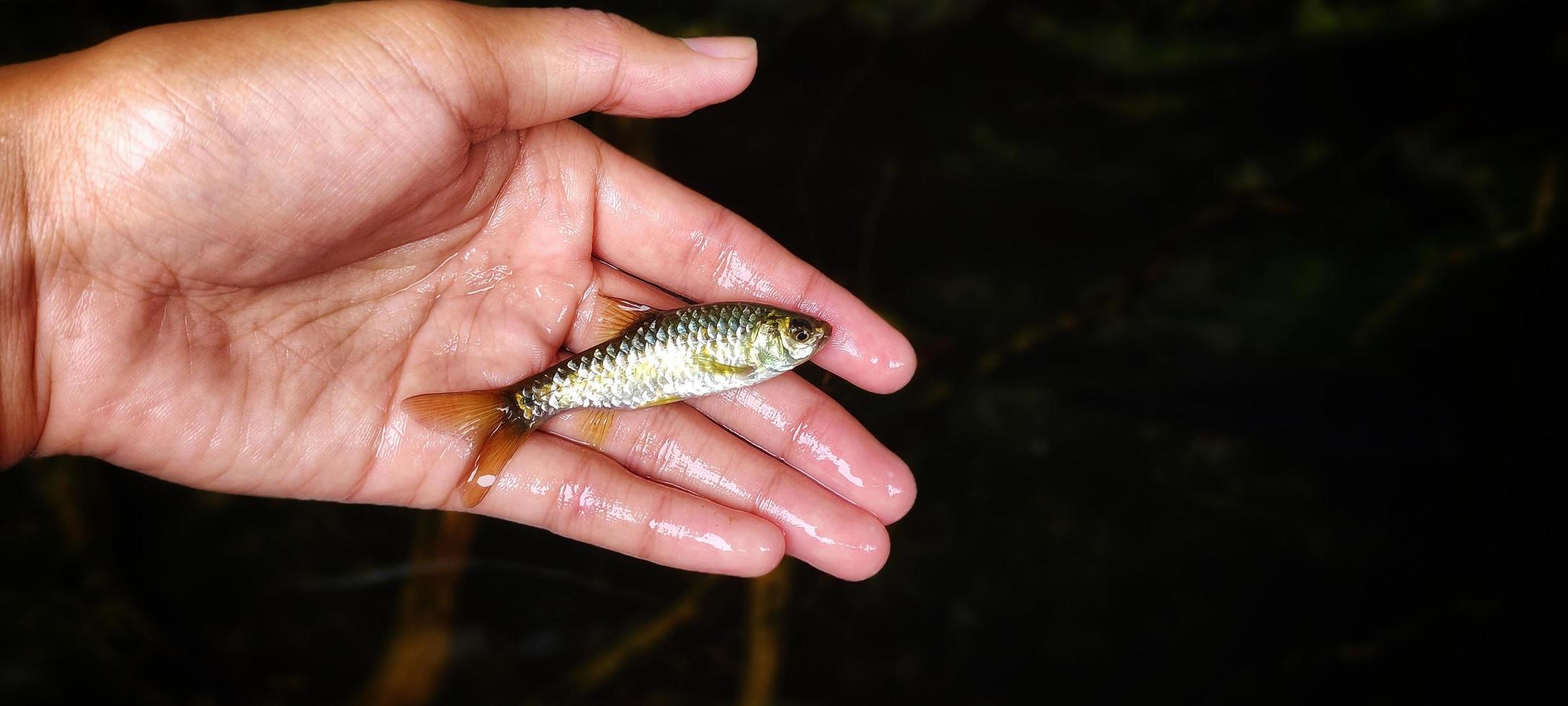 puntius vis zijn klein vis dat zijn vaak gevonden in tropisch Aziatisch rivieren. foto