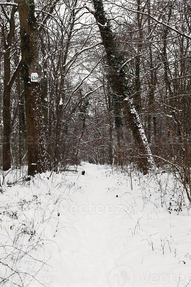 hout pad gedekt met sneeuw foto