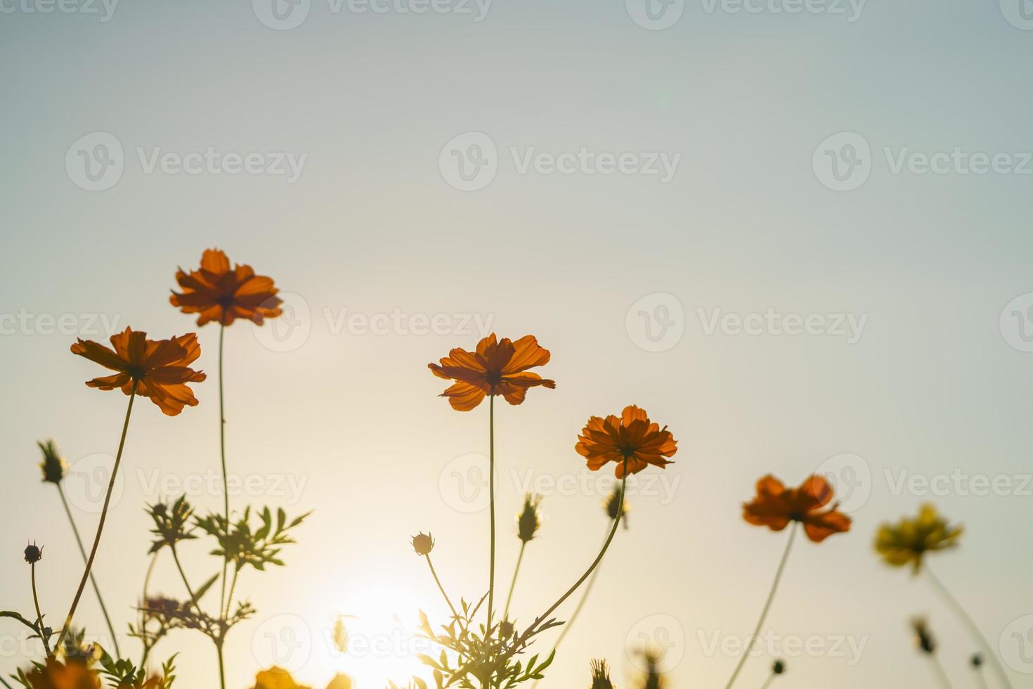 detailopname van oranje kosmos bloem onder zonlicht Bij zonsondergang met kopiëren ruimte gebruik makend van net zo achtergrond natuurlijk planten landschap, ecologie behang Hoes bladzijde concept. foto