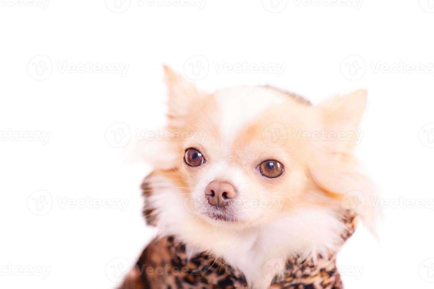 chihuahua wit met rood in luipaard afdrukken kleren. portret van een klein ras hond. dier, huisdier. foto