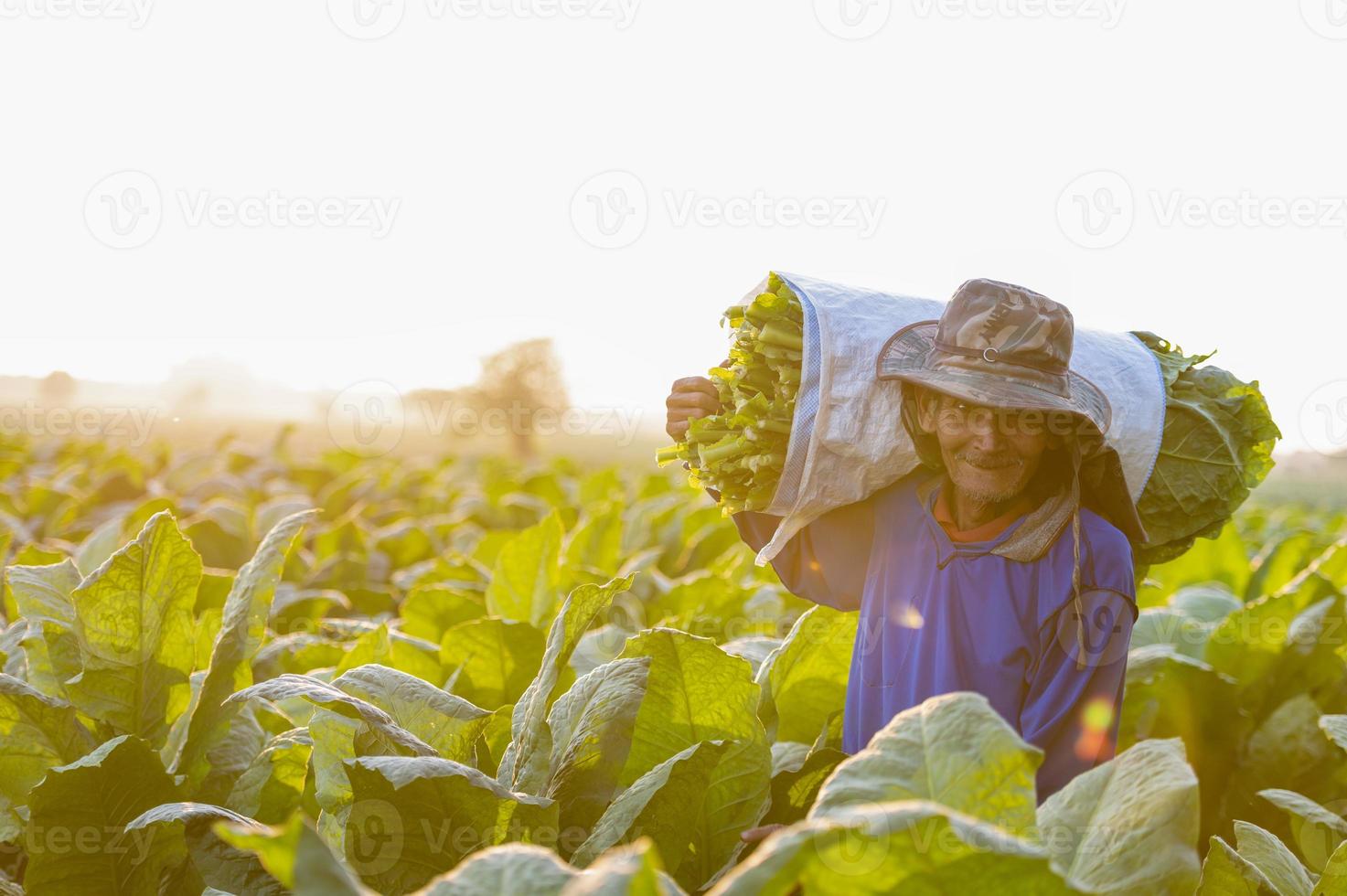 landbouw oogsten tabak bladeren in de oogst seizoen senior boer verzamelt tabak bladeren boeren zijn groeit tabak in de tabak velden groeit in Thailand Vietnam foto