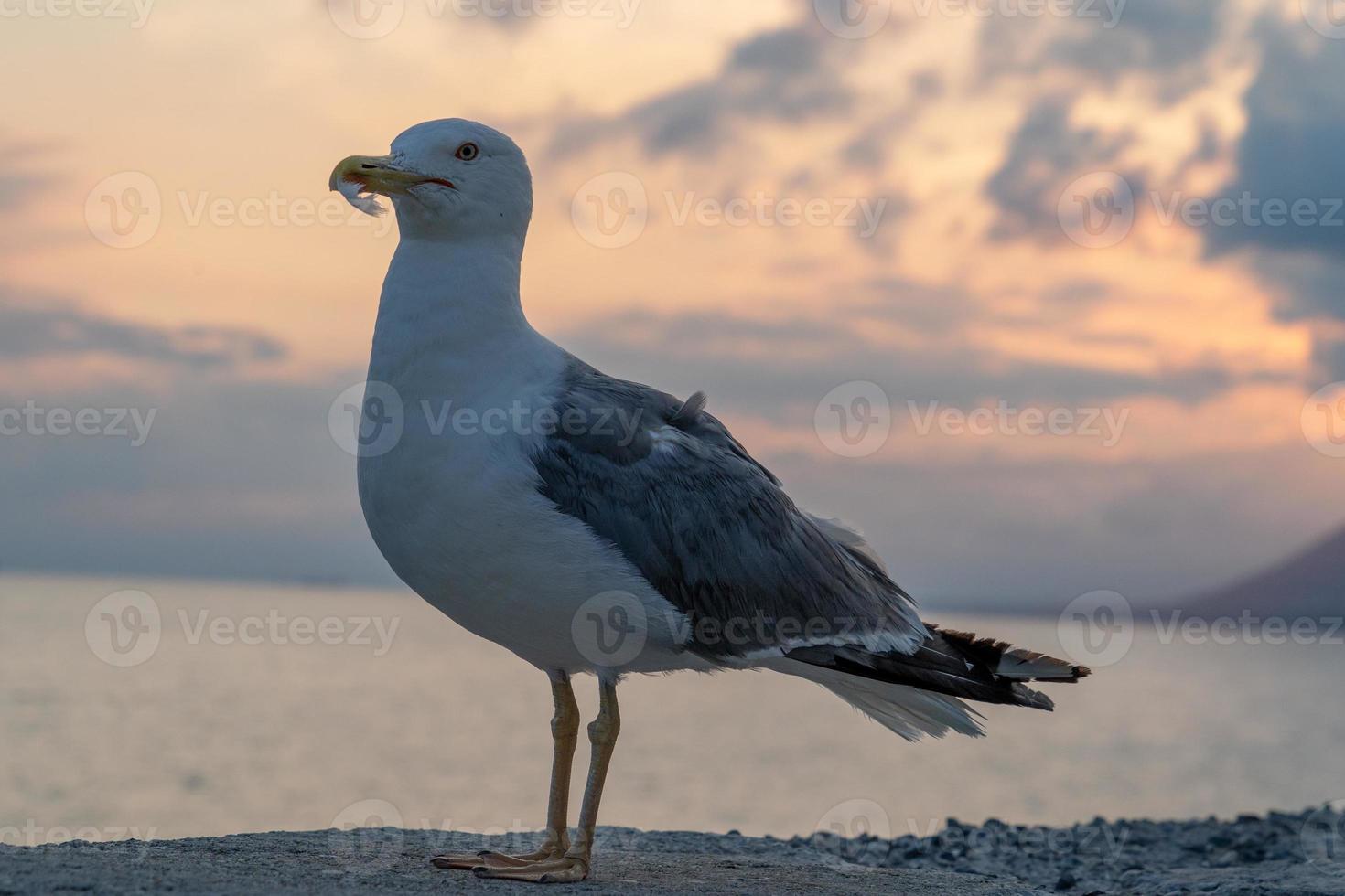 zeemeeuw Bij rood zonsondergang foto