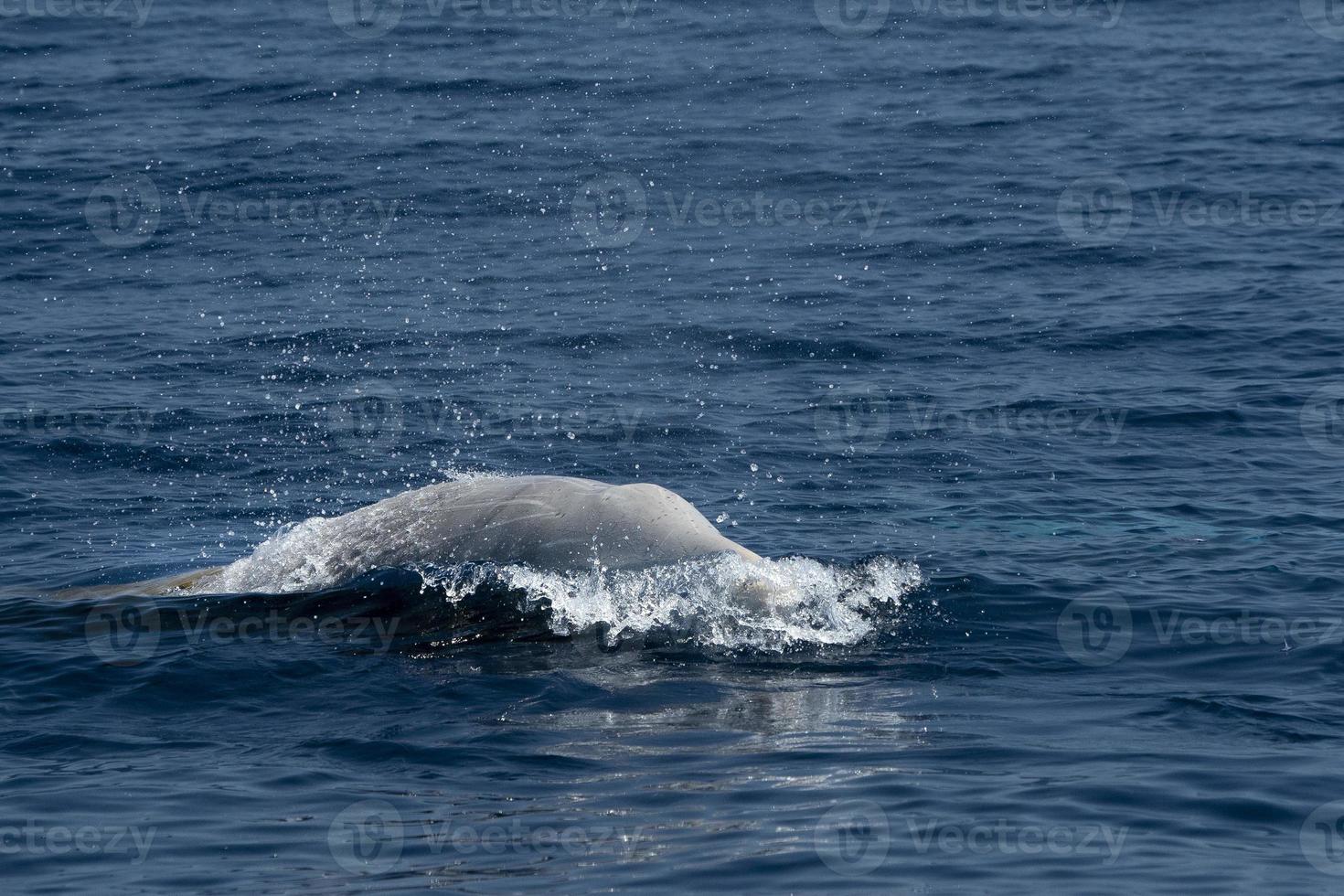 wit bijzonder gans snavel walvis dolfijn ziphius cavirostris foto