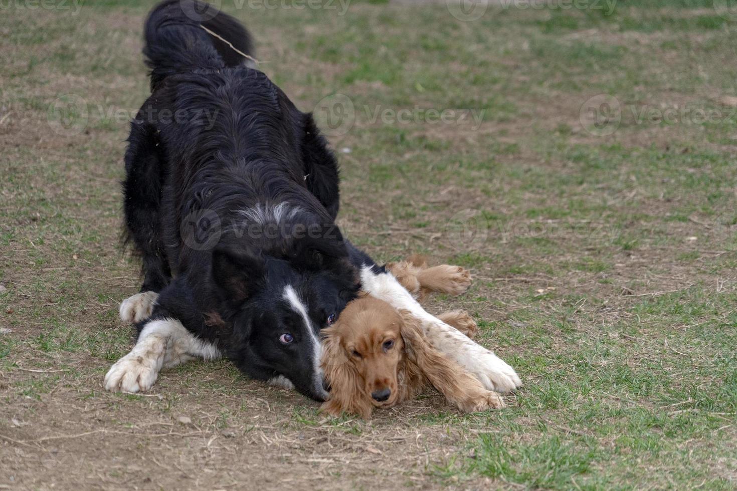 in liefde zoenen puppy hond cocker spaniel en grens collie foto