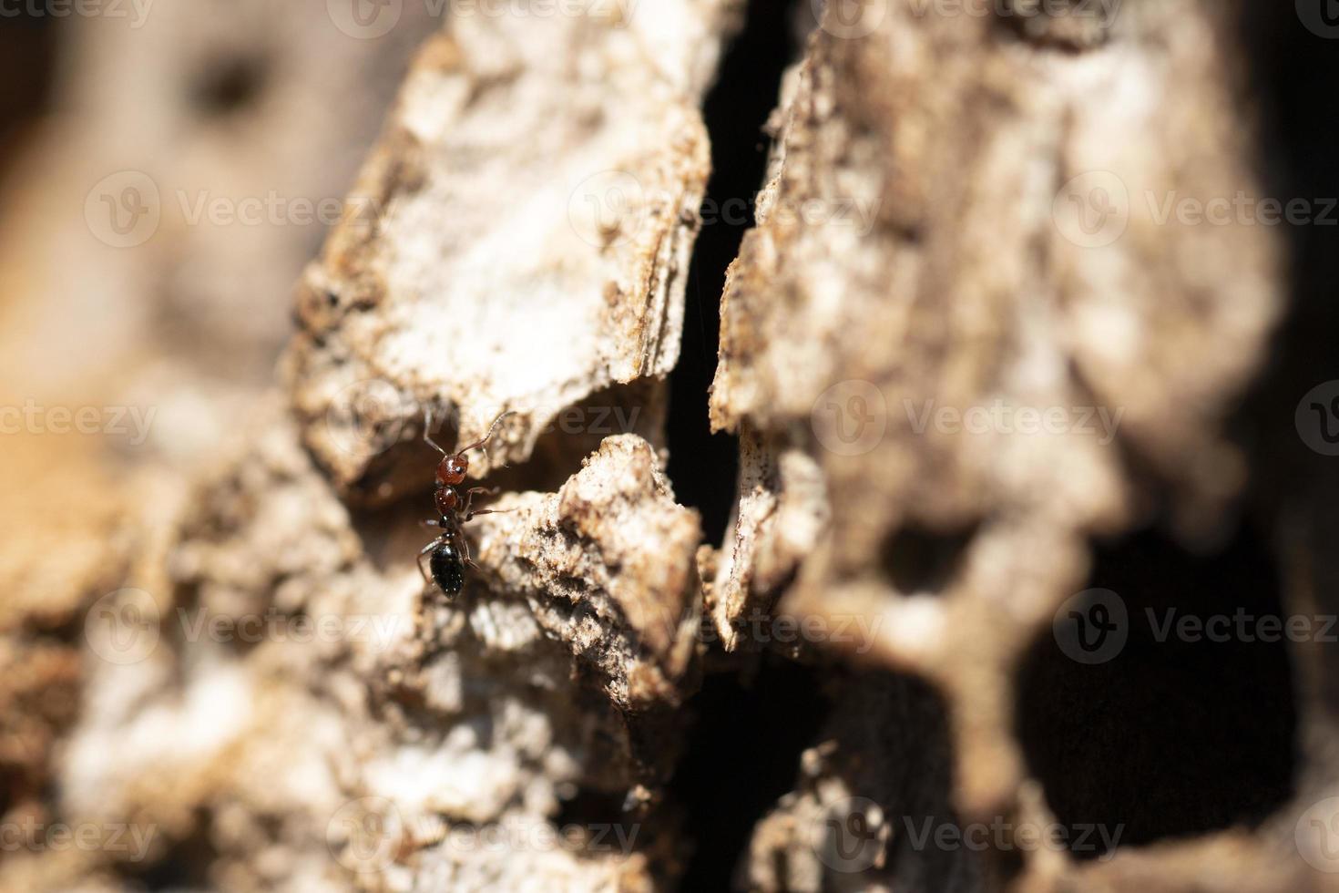 rood hoofd mier honingpot myrmecocystus dichtbij omhoog macro foto