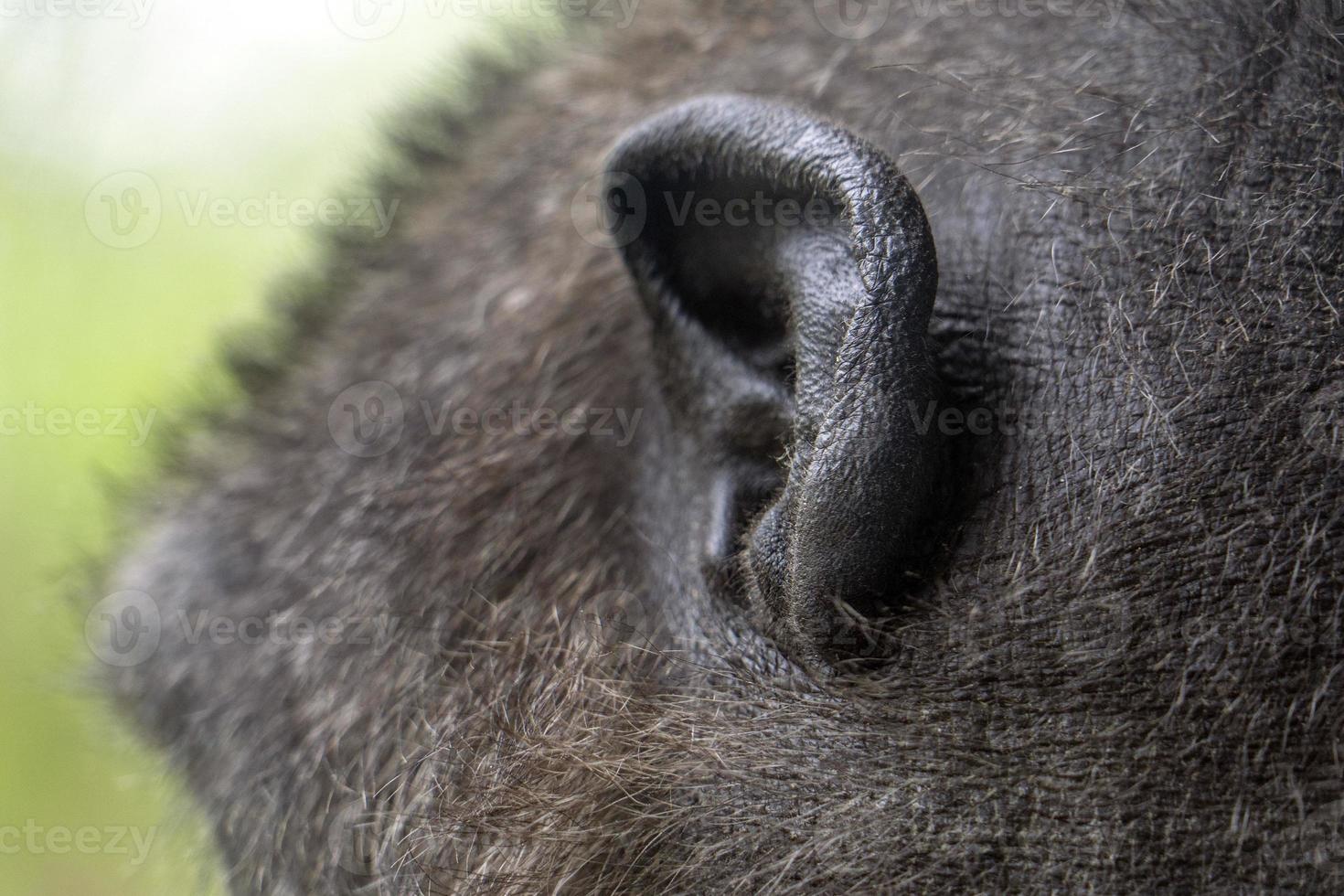 oor van zwart gorilla aap aap portret foto