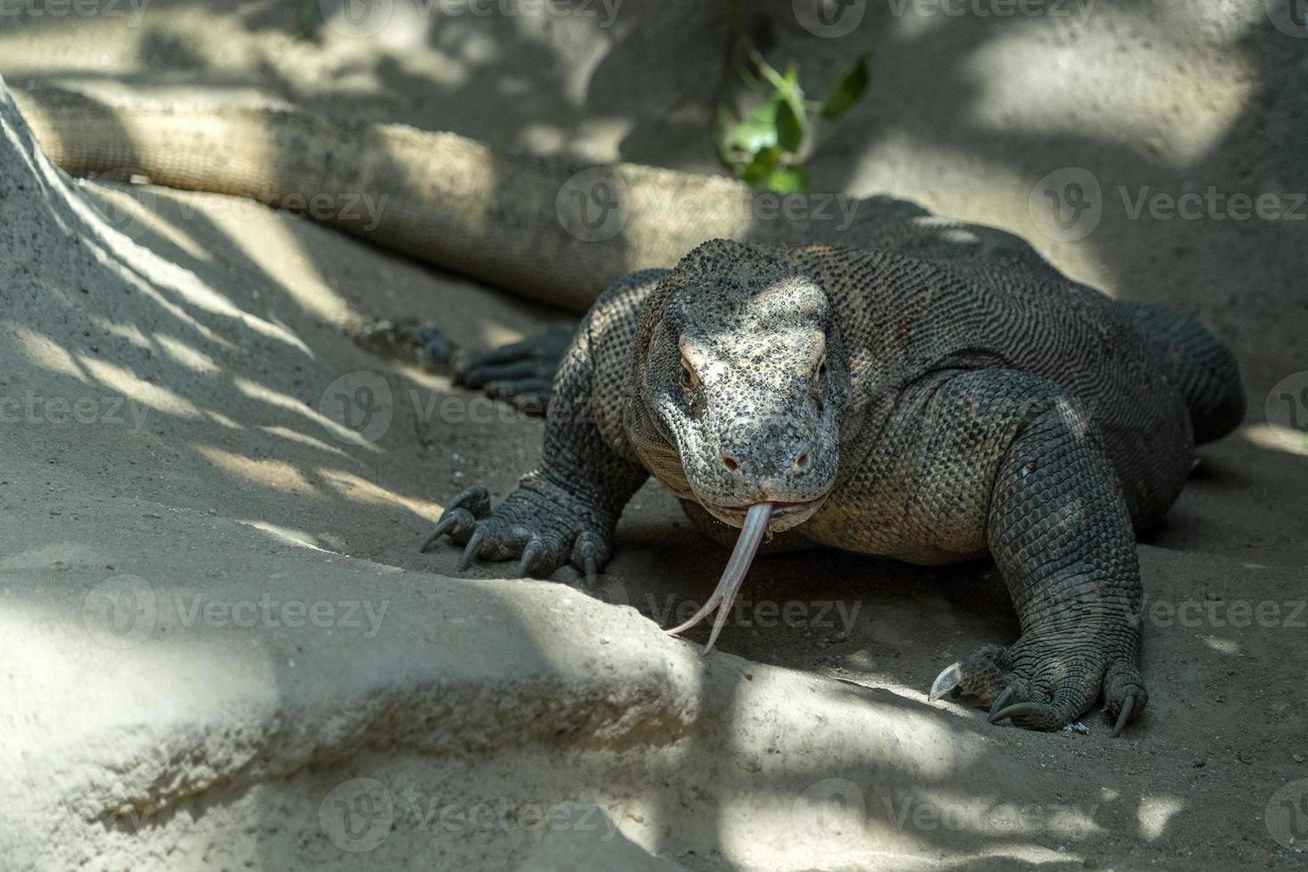 komodo draak hagedis op zoek Bij u foto