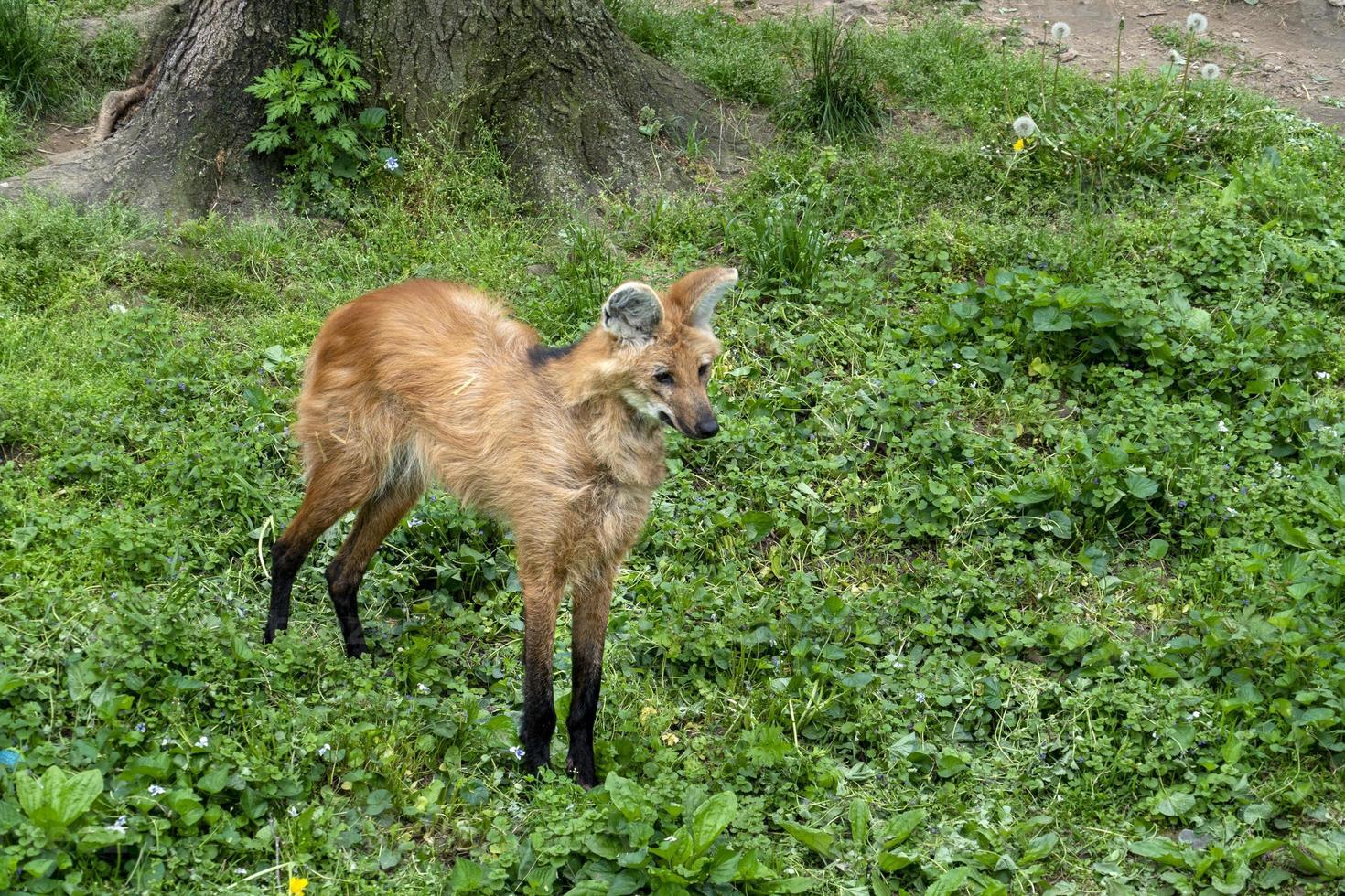 manen wolf dichtbij omhoog portret foto