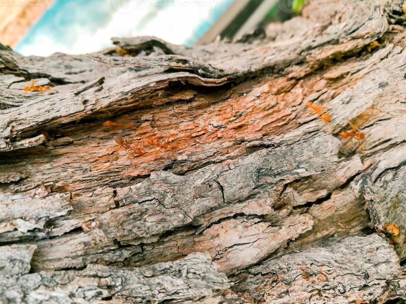 detailopname en Bijsnijden schors hout structuur achtergrond foto