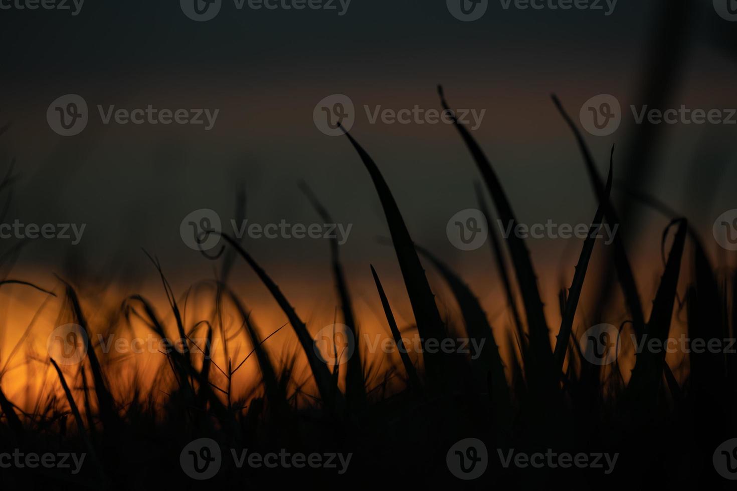 silhouet gras bloem in de oranje zonsondergang lucht Bij de avond tijd voor warm achtergrond. foto