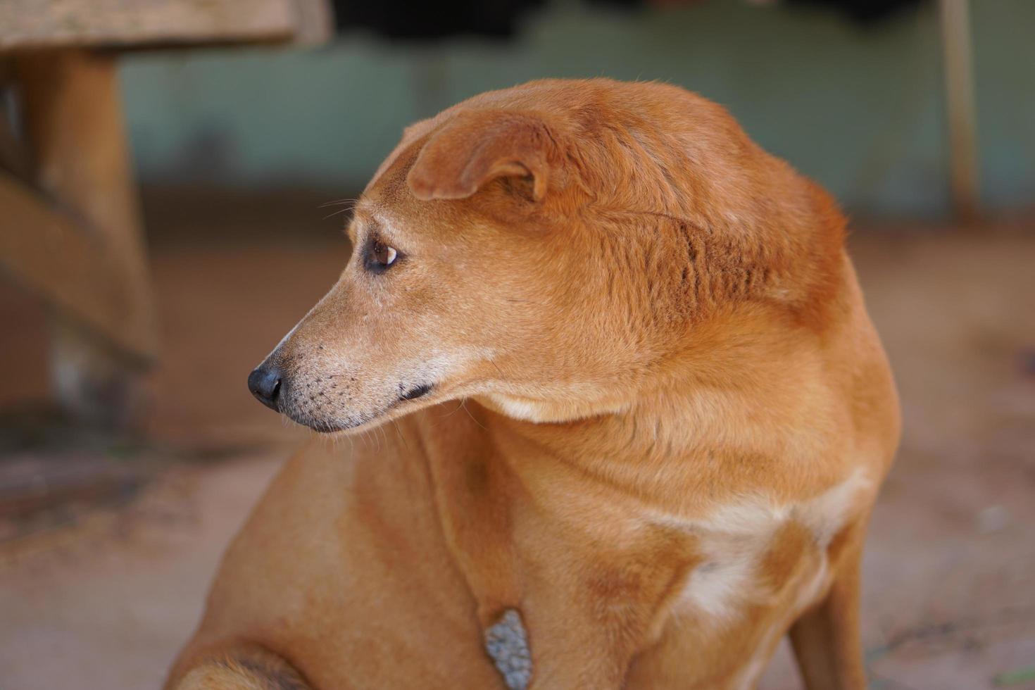 bruin hond bewaken de huis foto