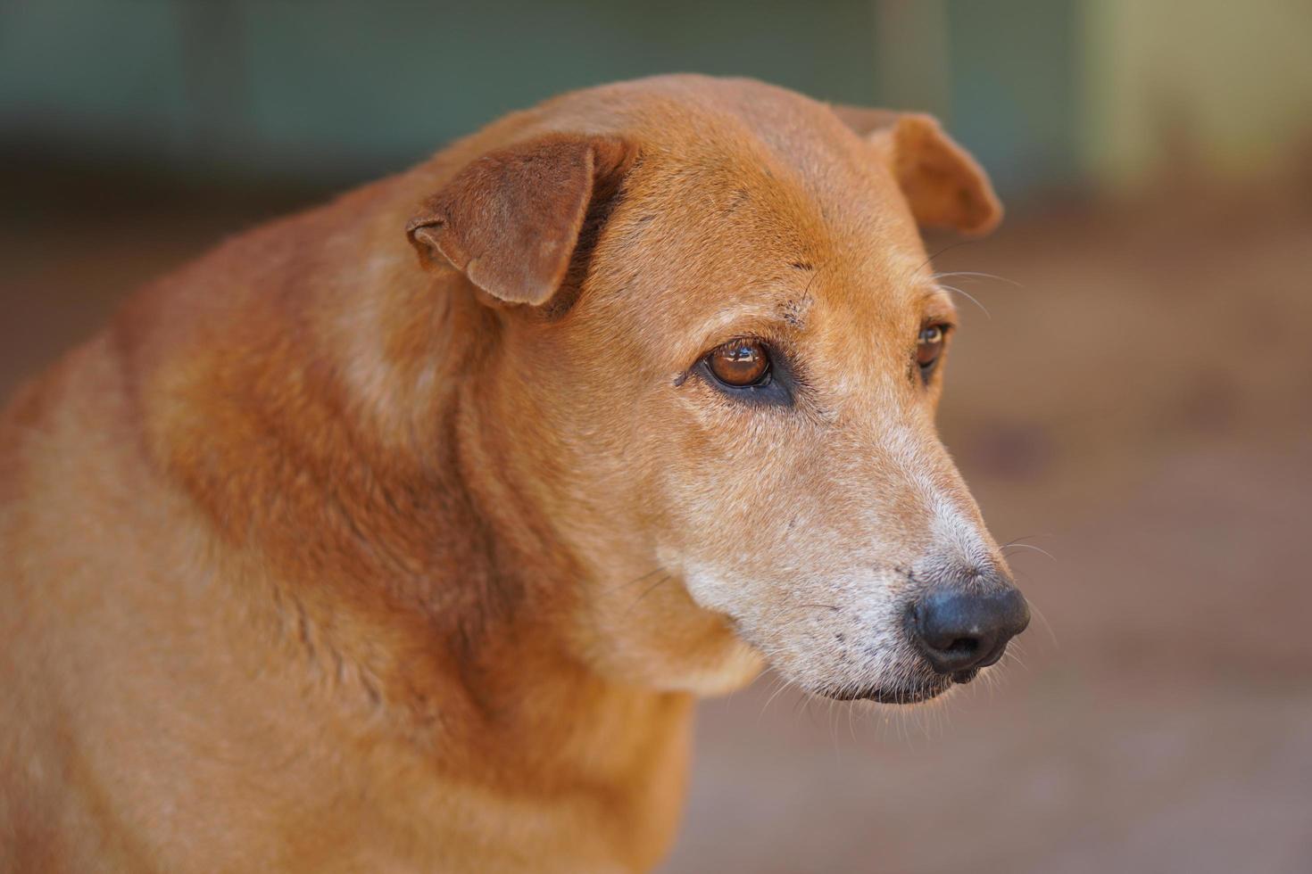 bruin hond bewaken de huis foto