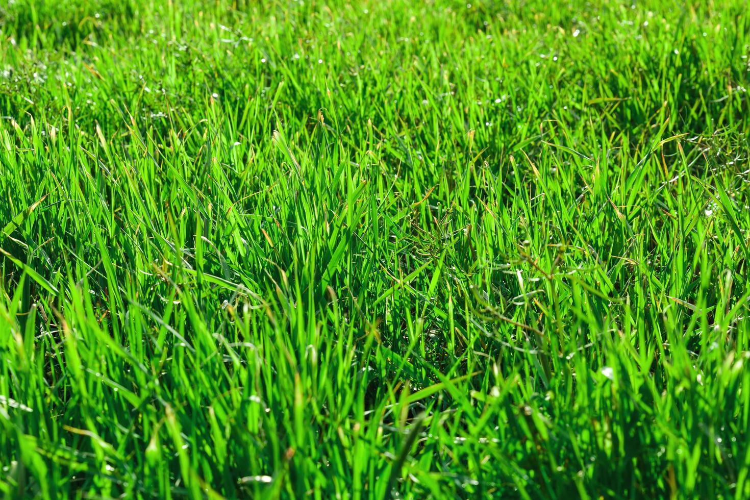 groen gras achtergrond foto