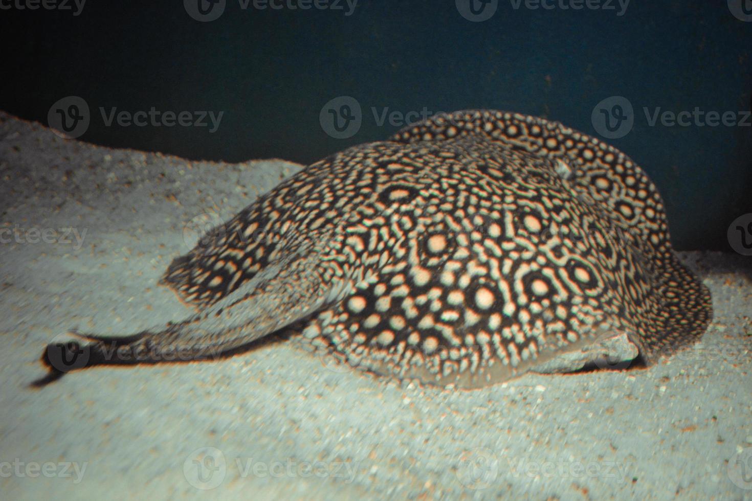 ocellaat rivier- pijlstaartrog, potamotrygon motor vis houdende Aan zand foto