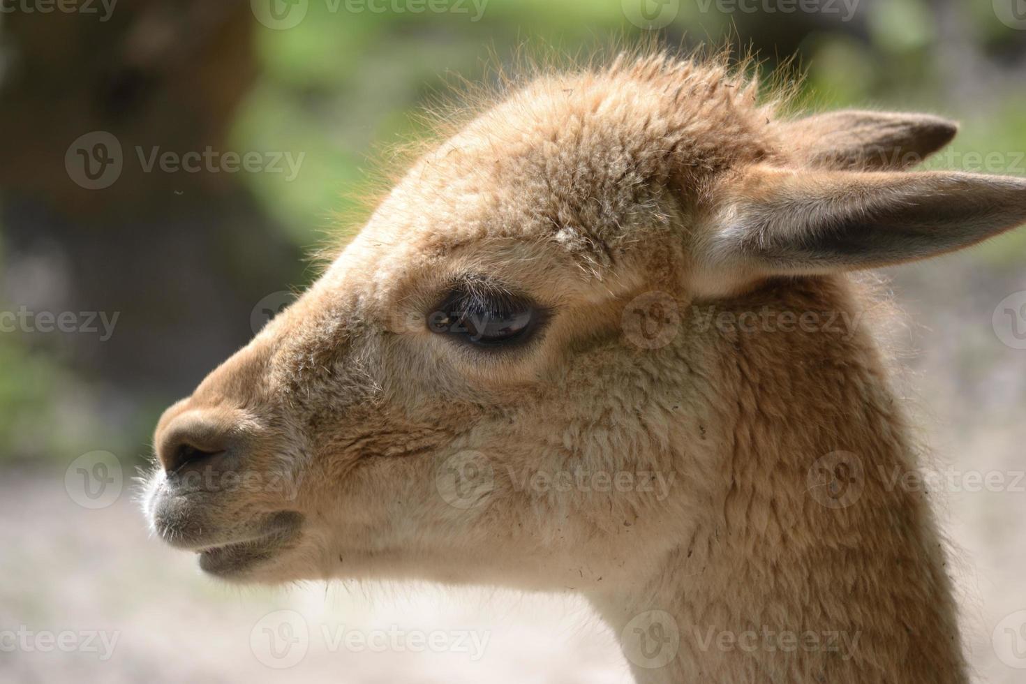 lama - detailopname fotograaf foto