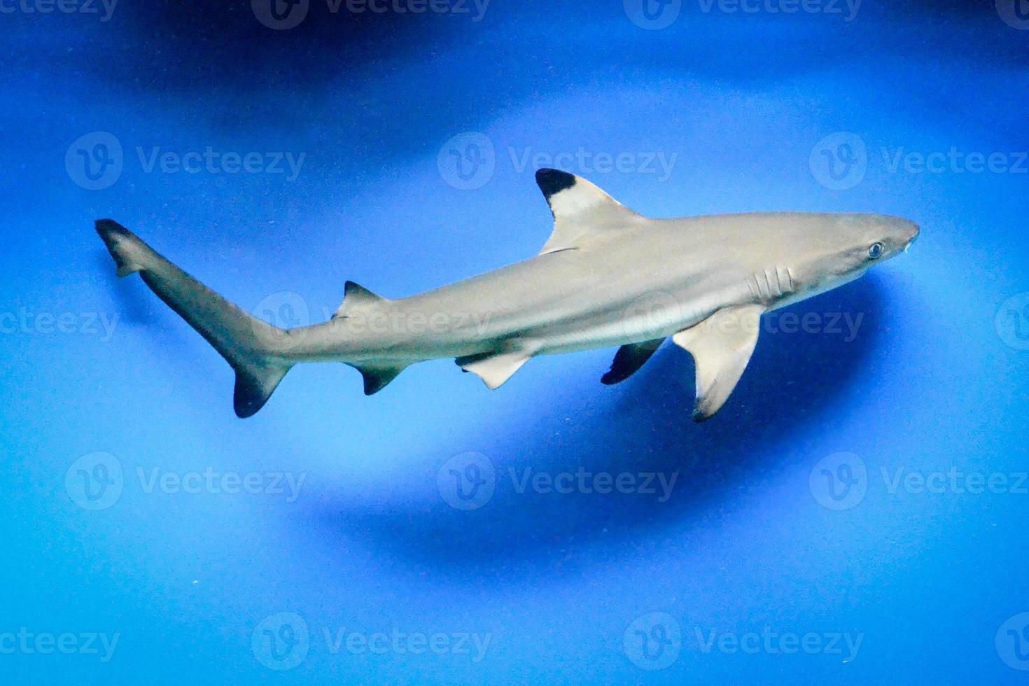 carcharhinus melanopterus haai zwemmen onderwater, blauw achtergrond foto