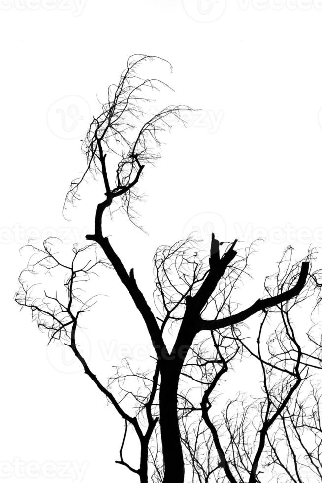 silhouet dood boom Aan wit achtergrond. foto