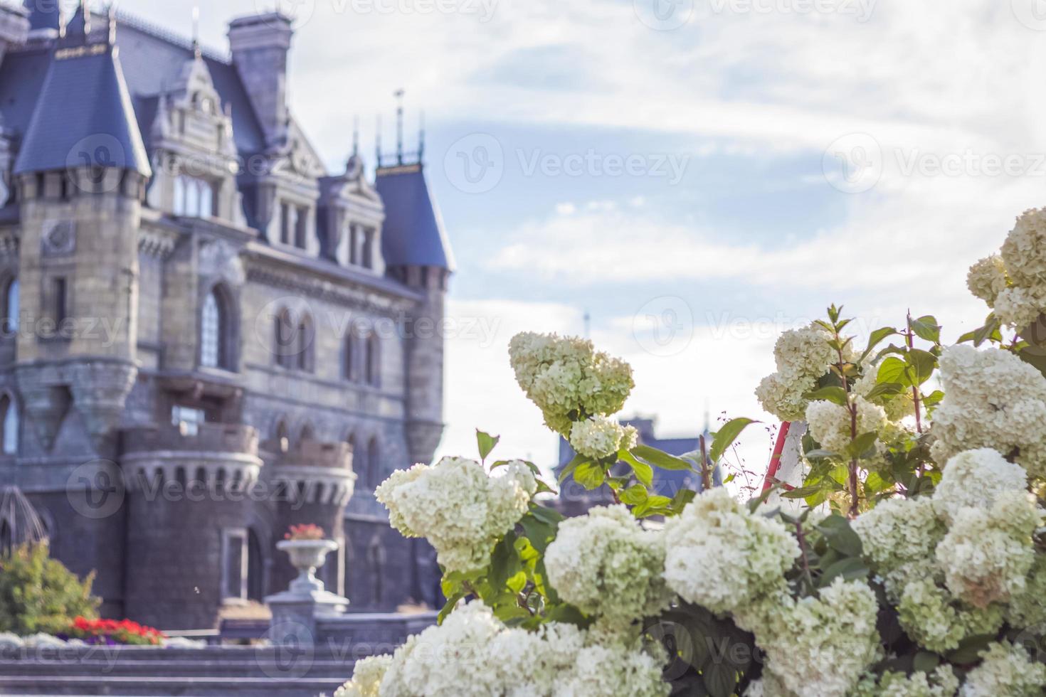 hortensia in de tuin in een bloembed onder de Open lucht. weelderig verrukkelijk reusachtig bloeiwijze van wit en roze hortensia's in de tuin foto