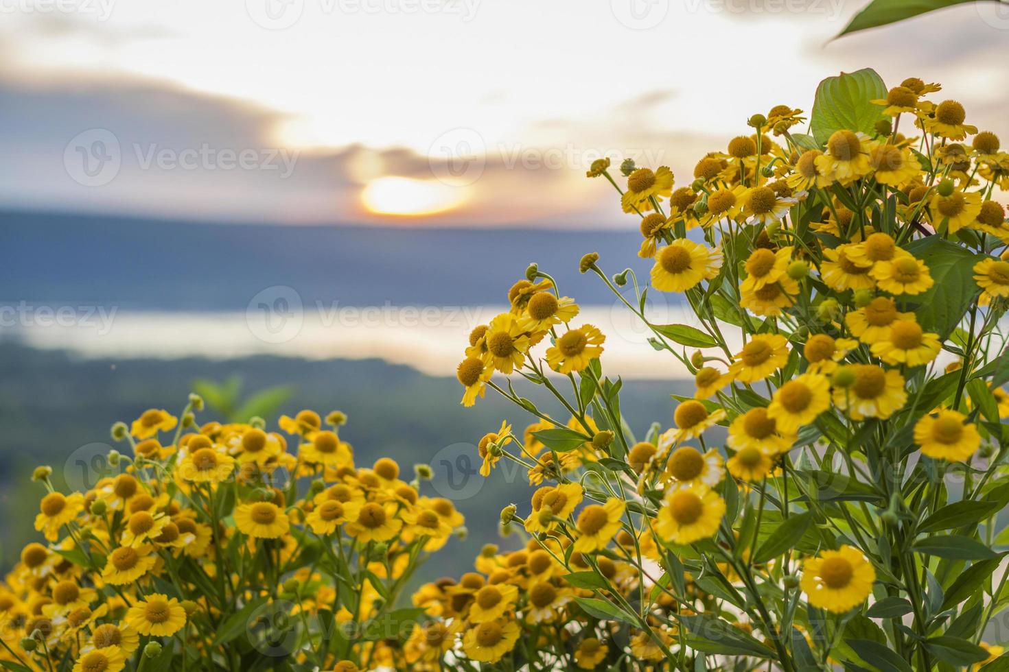 wild helder bloemen Aan de achtergrond van een mooi zonsondergang. natuurlijk landschap. blauw lucht en geel zonlicht. landschap gedurende zonsondergang. foto