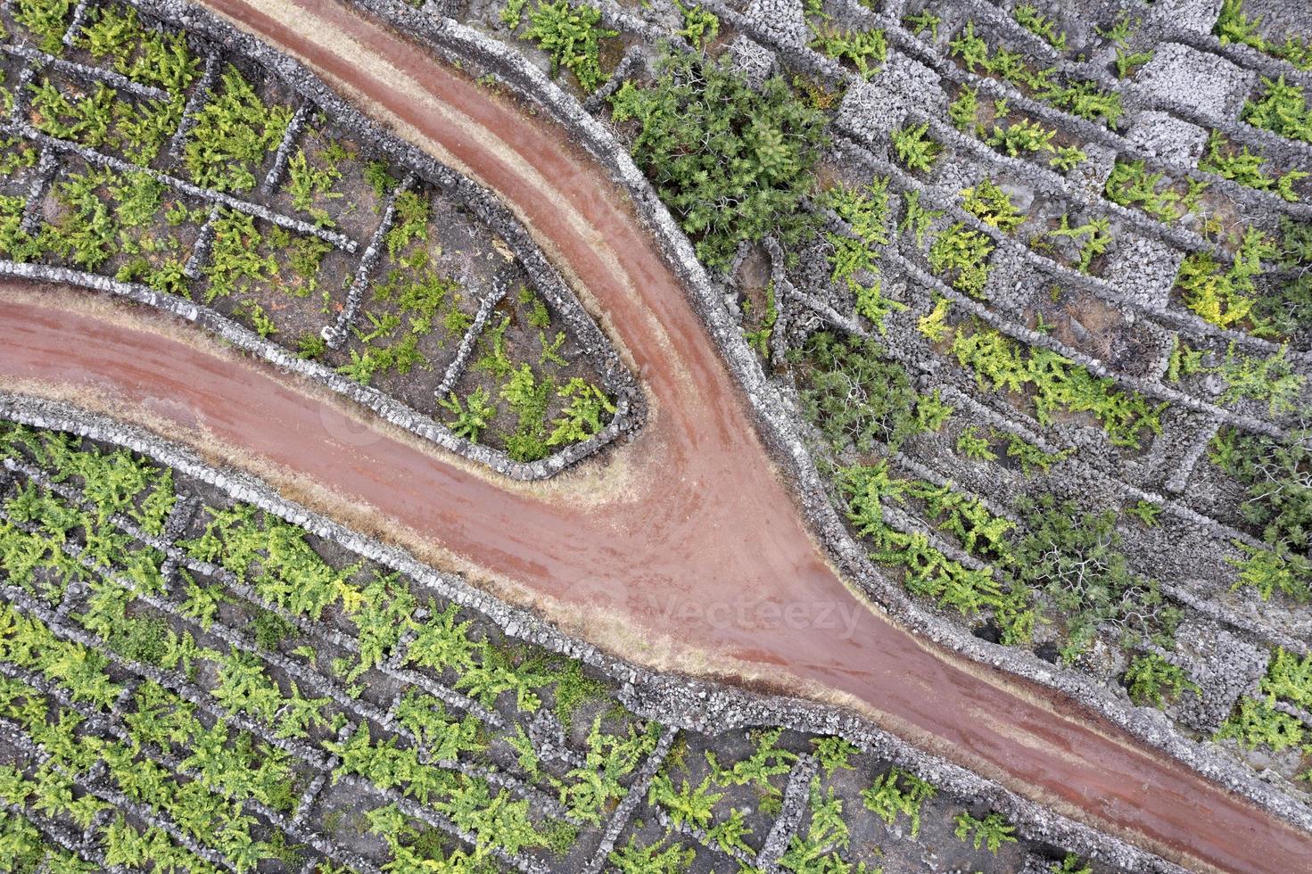 pico eiland azoren wijngaard wijn druiven beschermde door lava steen antenne visie foto