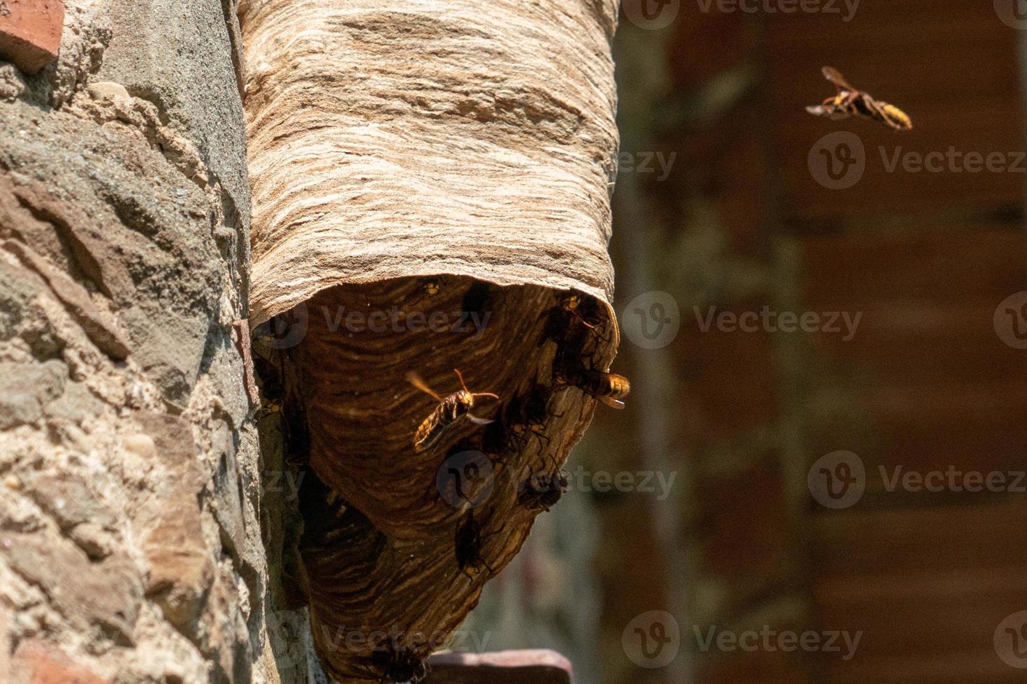 groot wesp nest Aan oud muur foto