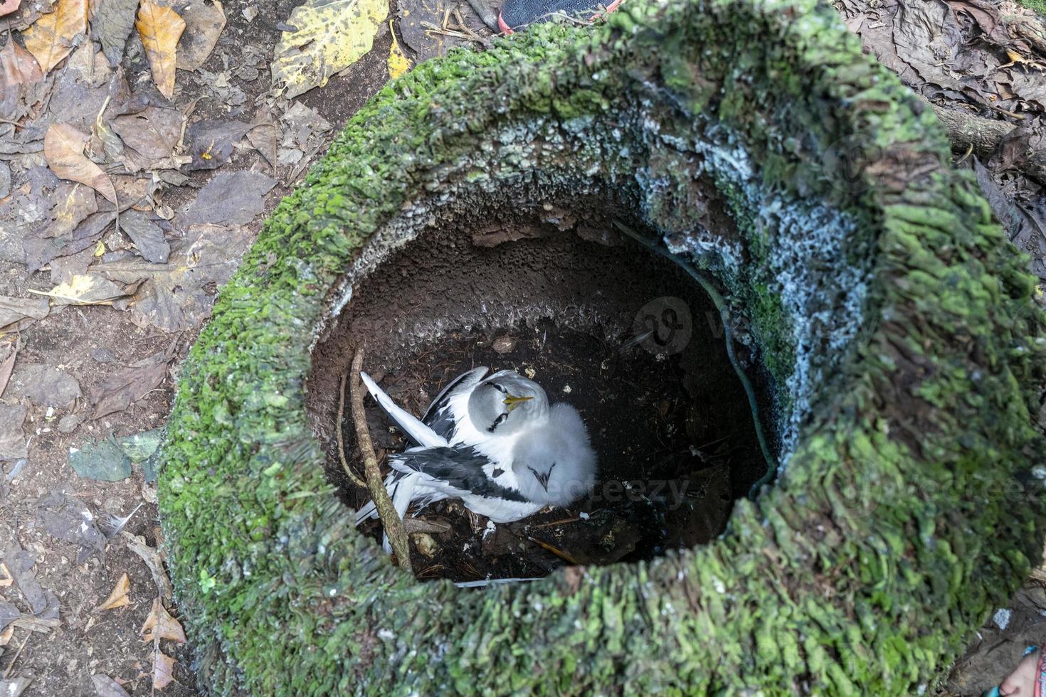 moeder en baby tropisch pijlstormvogel vogel neef eiland Seychellen foto