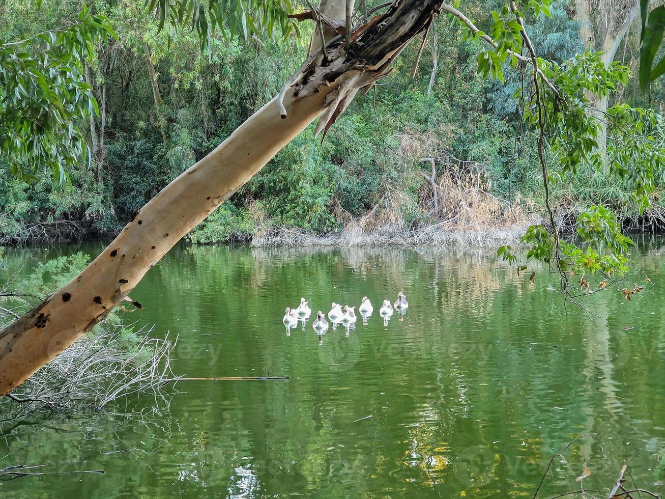 zwemmen ganzen in de meer Bij athalassa nationaal park, Cyprus foto