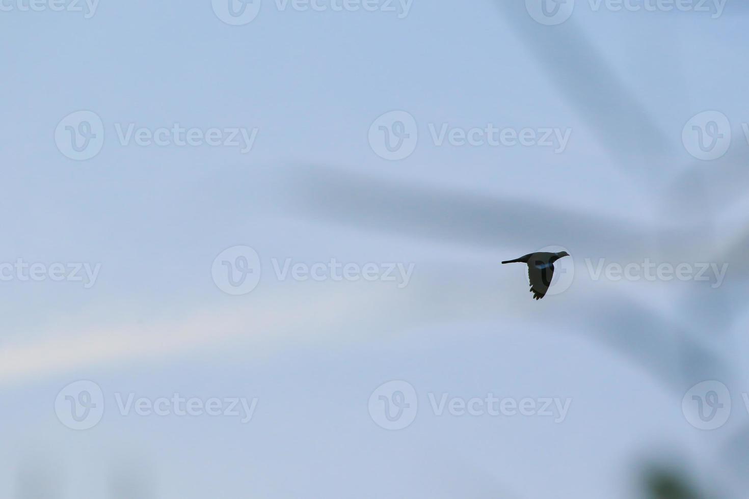 vogel silhouet in vlucht Bij zonsondergang foto