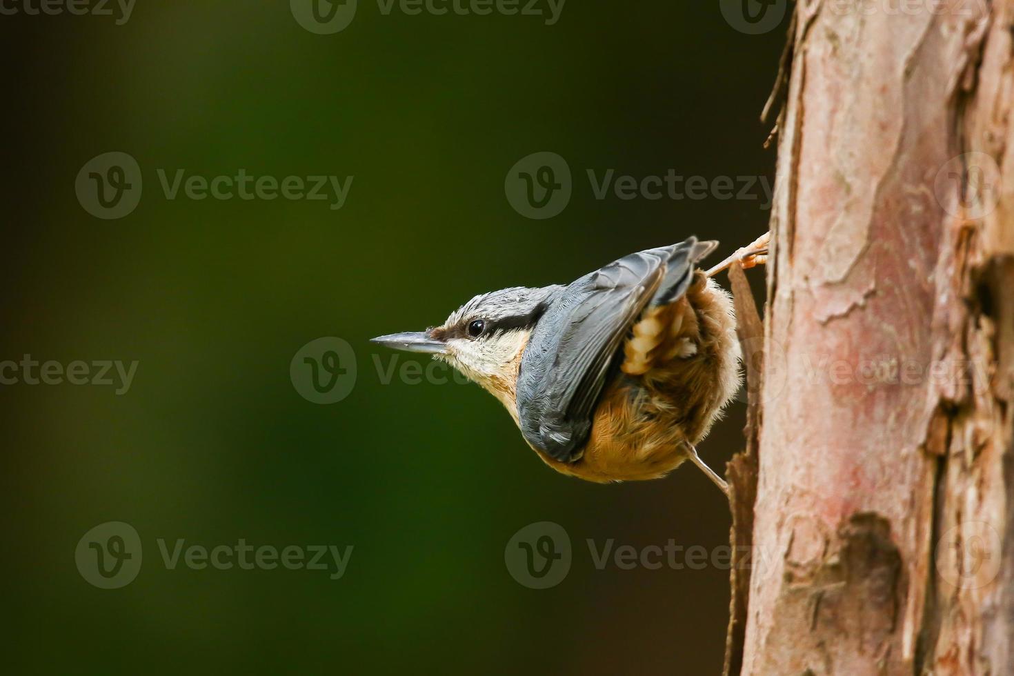 de Euraziatisch boomklever of hout boomklever, sitta europa, is een klein passerine vogel met blauw terug en oranje lager een deel van lichaam en een wit hoofd met zwart masker foto