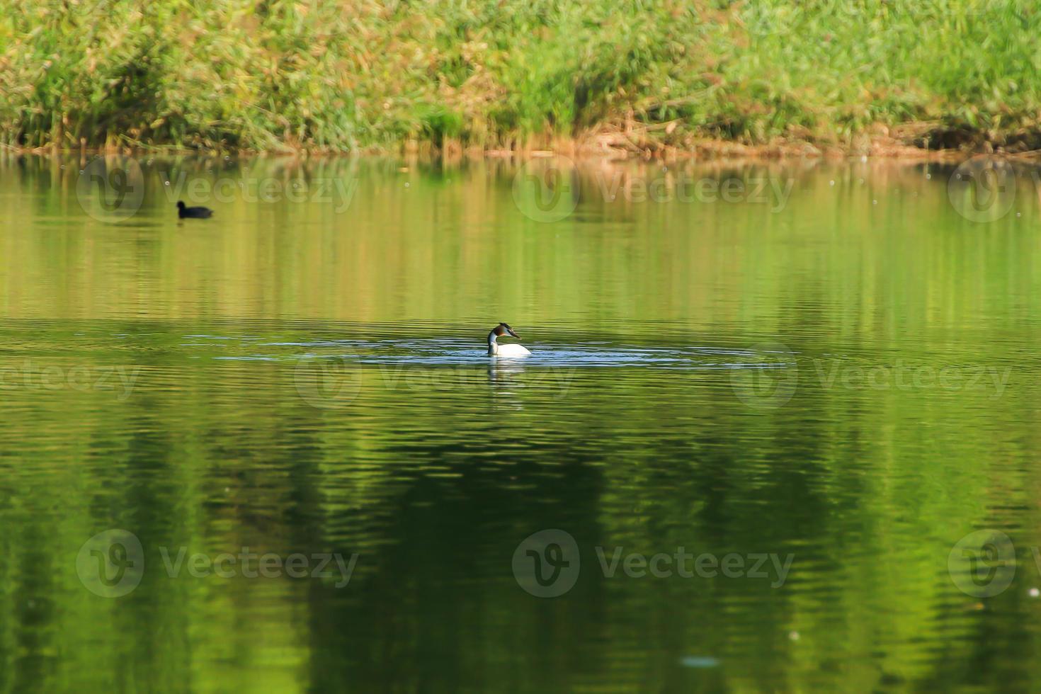 wild eenden Aan de meer in de buurt Donau rivier- in Duitsland foto