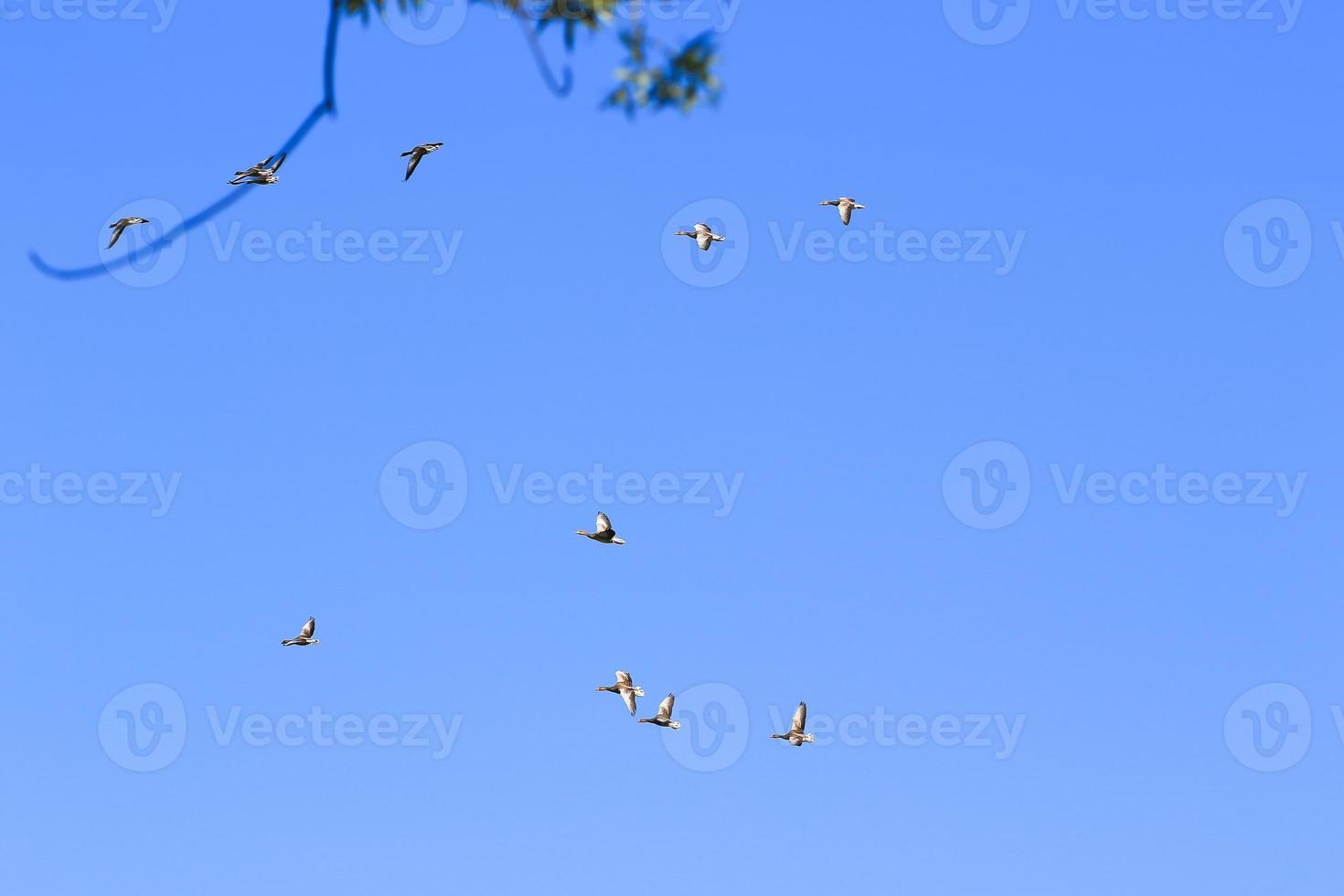 wild gans flaying in de buurt de Donau water stroom foto