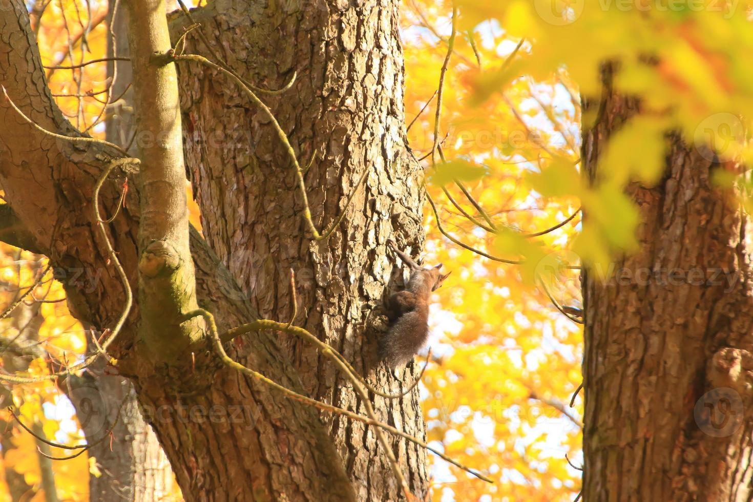 portret van Euraziatisch rood eekhoorn beklimming Aan boom in de park foto