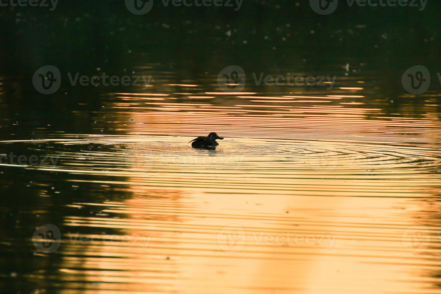 de wild gans vlotter in de avond meer terwijl de gouden licht weerspiegeld in de mooi water oppervlak. foto