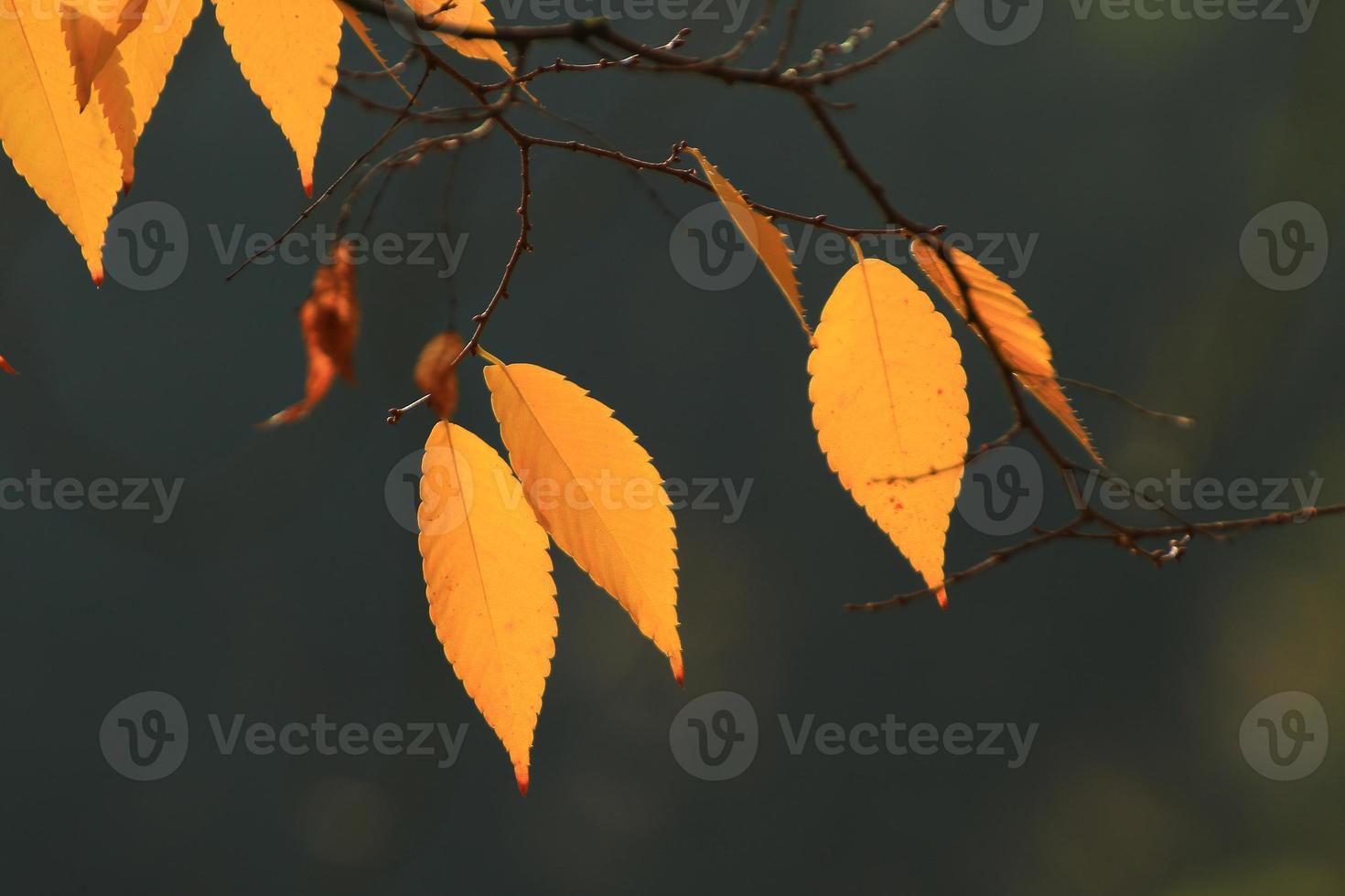 detailopname van esdoorn- bladeren gedurende herfst foto