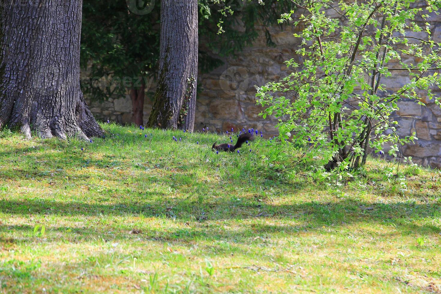 nieuwsgierig Euraziatisch rood eekhoorn sciurus vulgaris in de park zoeken voor voedsel Aan de grond foto