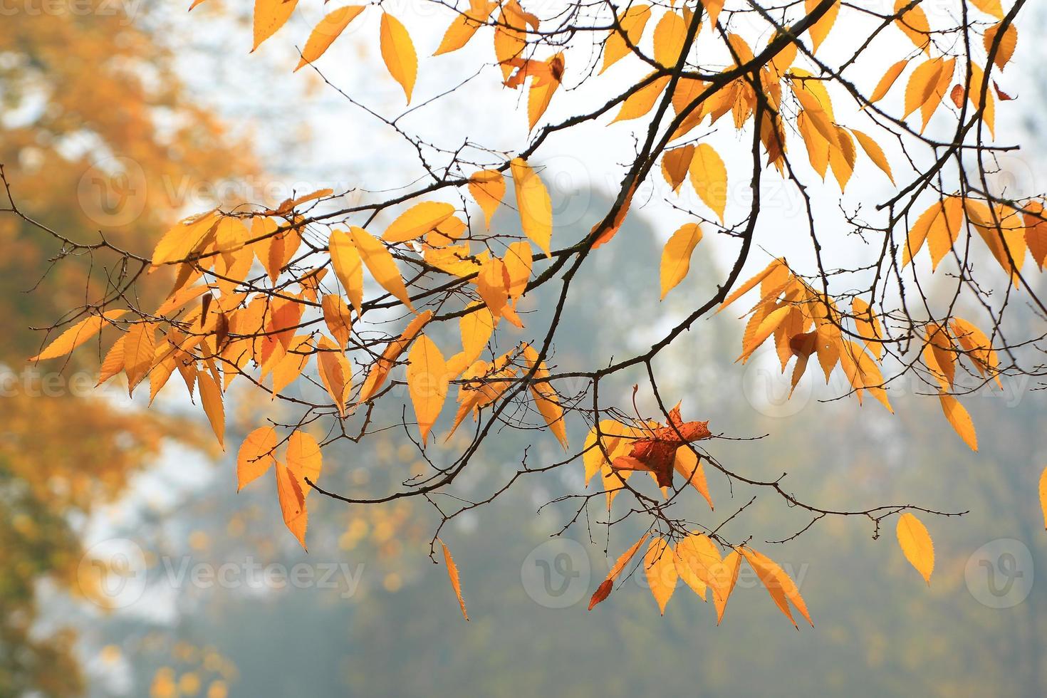 detailopname van esdoorn- bladeren gedurende herfst foto