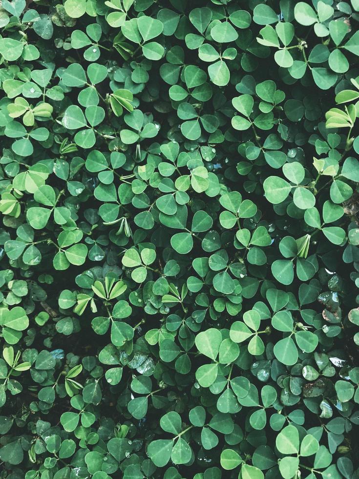 kleine groene bladplant foto