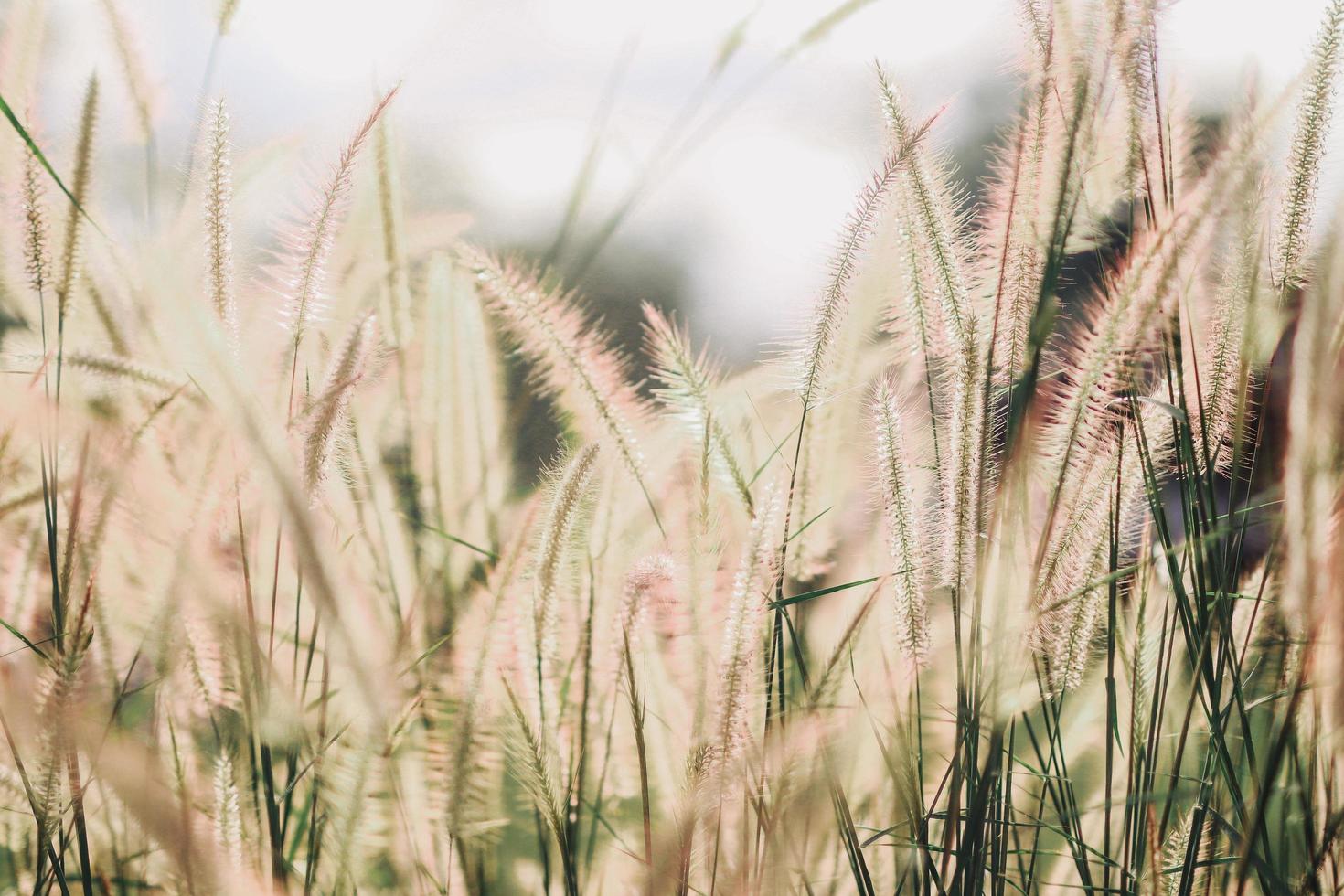 veld met wilde bloemen in de natuur foto