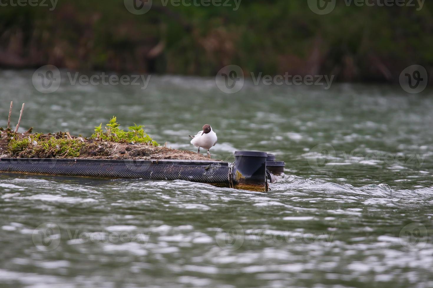 een meeuw aan het eten vis Aan Donau rivier- foto