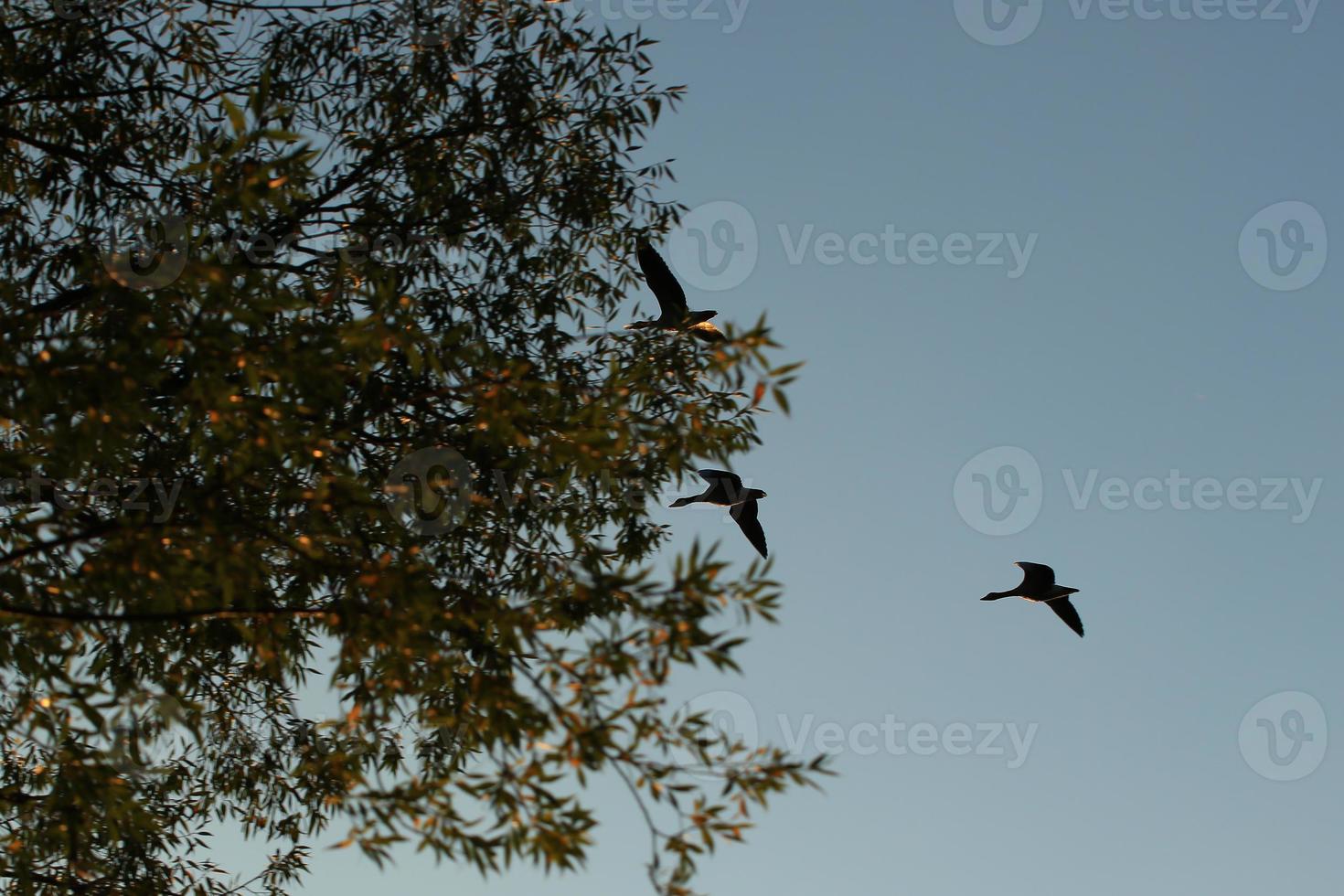 wild gans flaying in de buurt de Donau water stroom foto