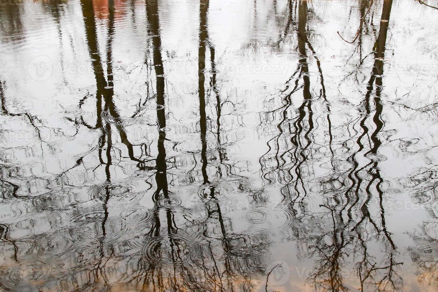 boom takken weerspiegeld in water foto