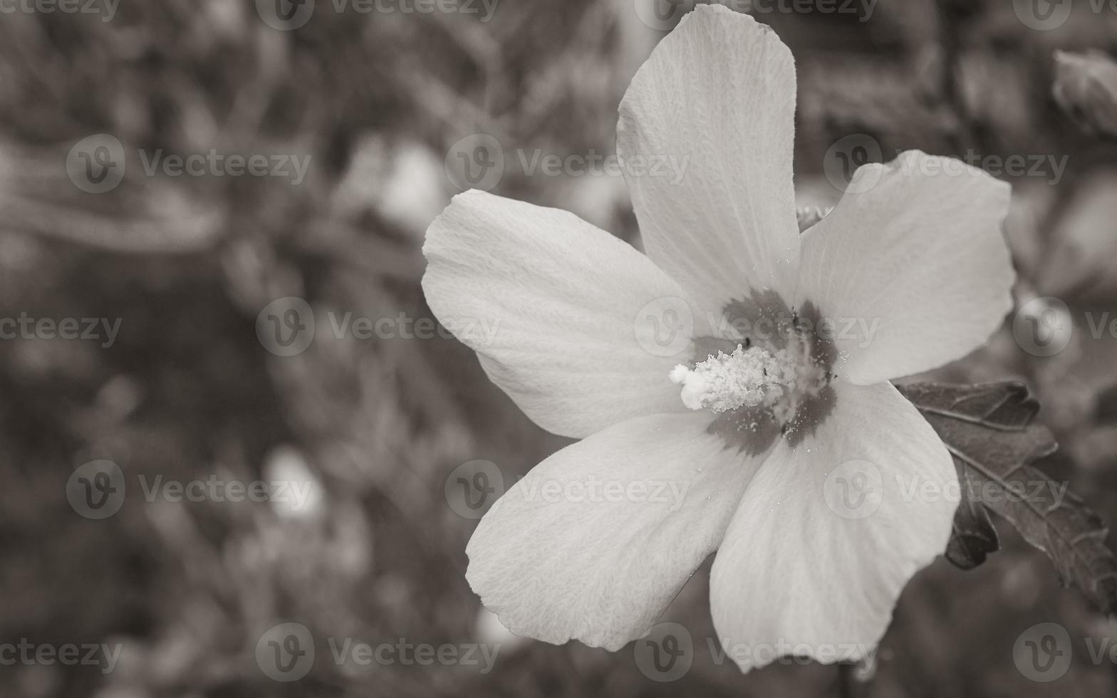 Purper paars en roze hibiscus bloem met natuurlijk achtergrond Kroatië. foto